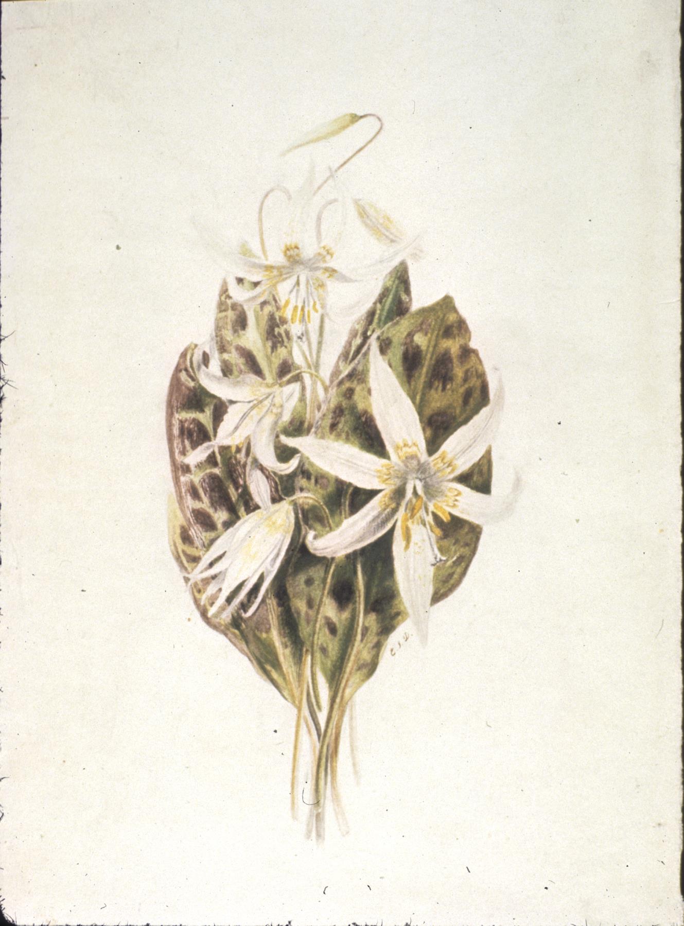 Image of Watercolor painting of a floral study with lilies and dogtooth violets by Emily Inez Denny, ca. 1870-1915