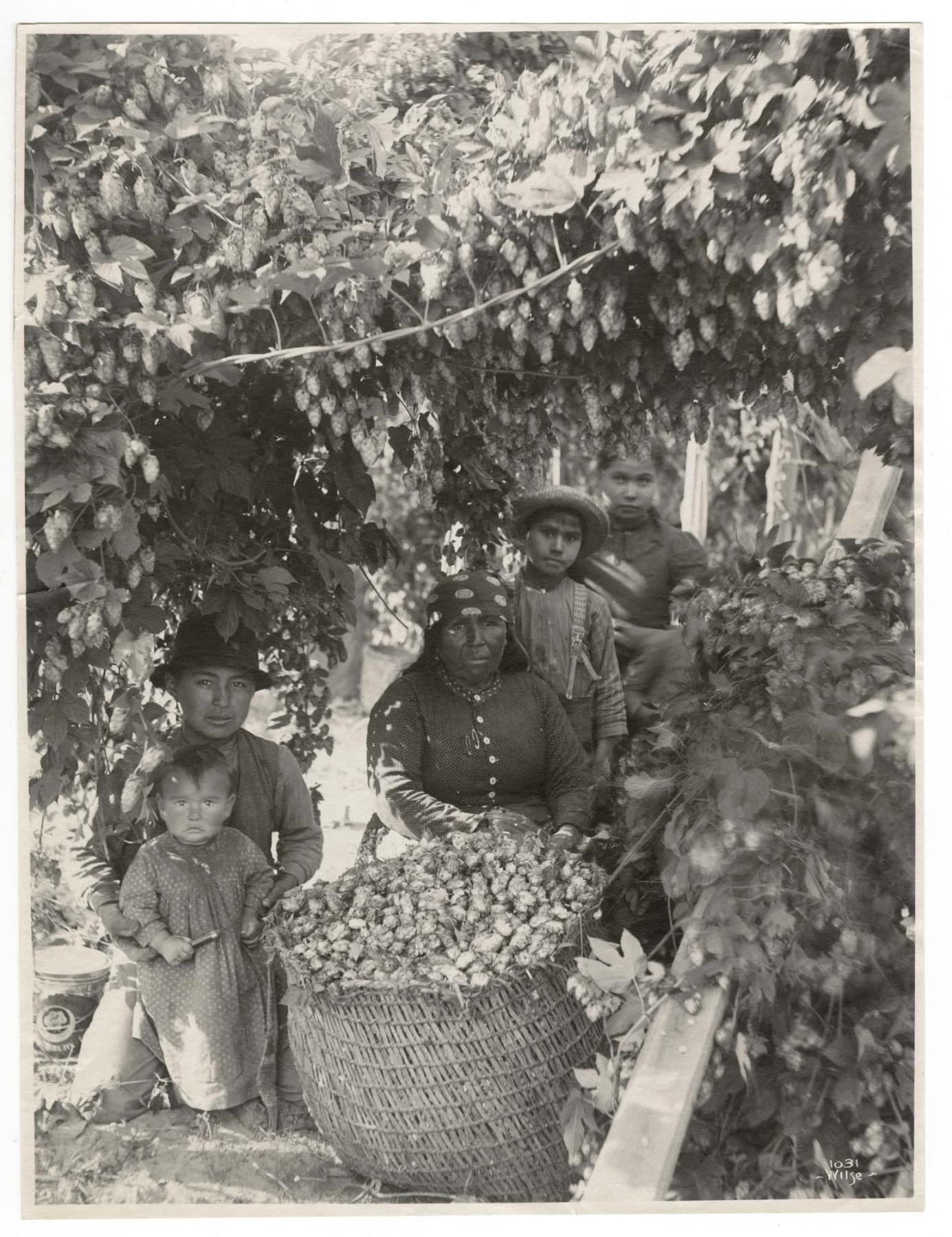 Image of Indigenous family working in a hop field in western Washington, circa 1900