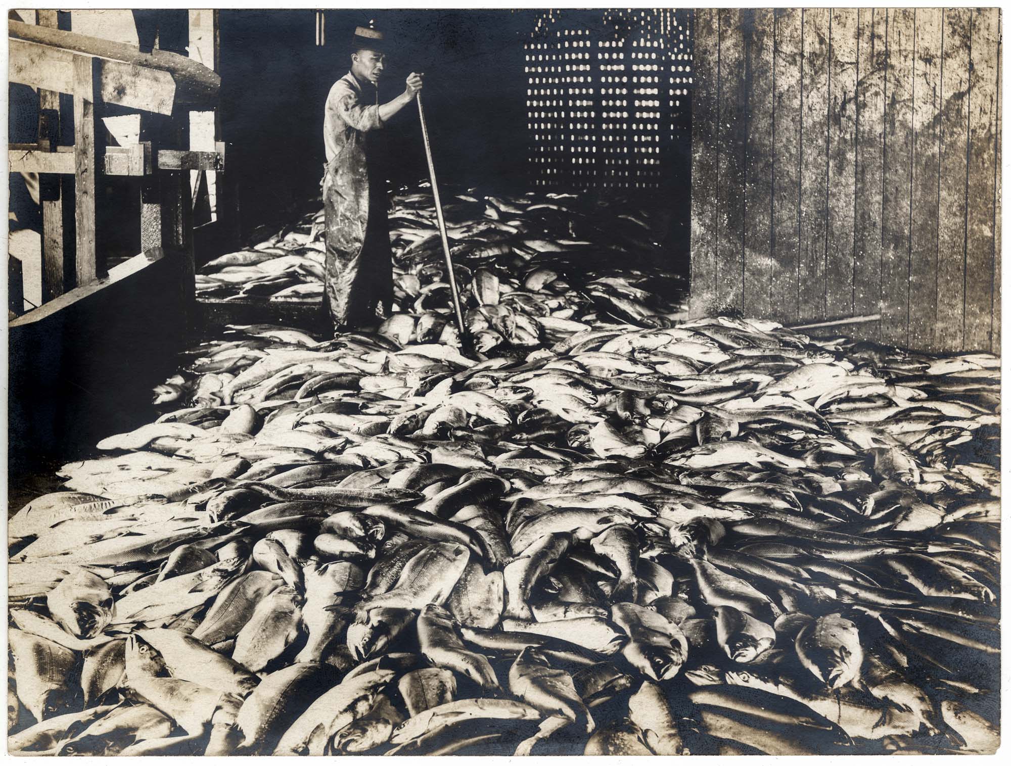 Image of 10,000 salmon on cannery wharf and Chinese worker, circa 1900