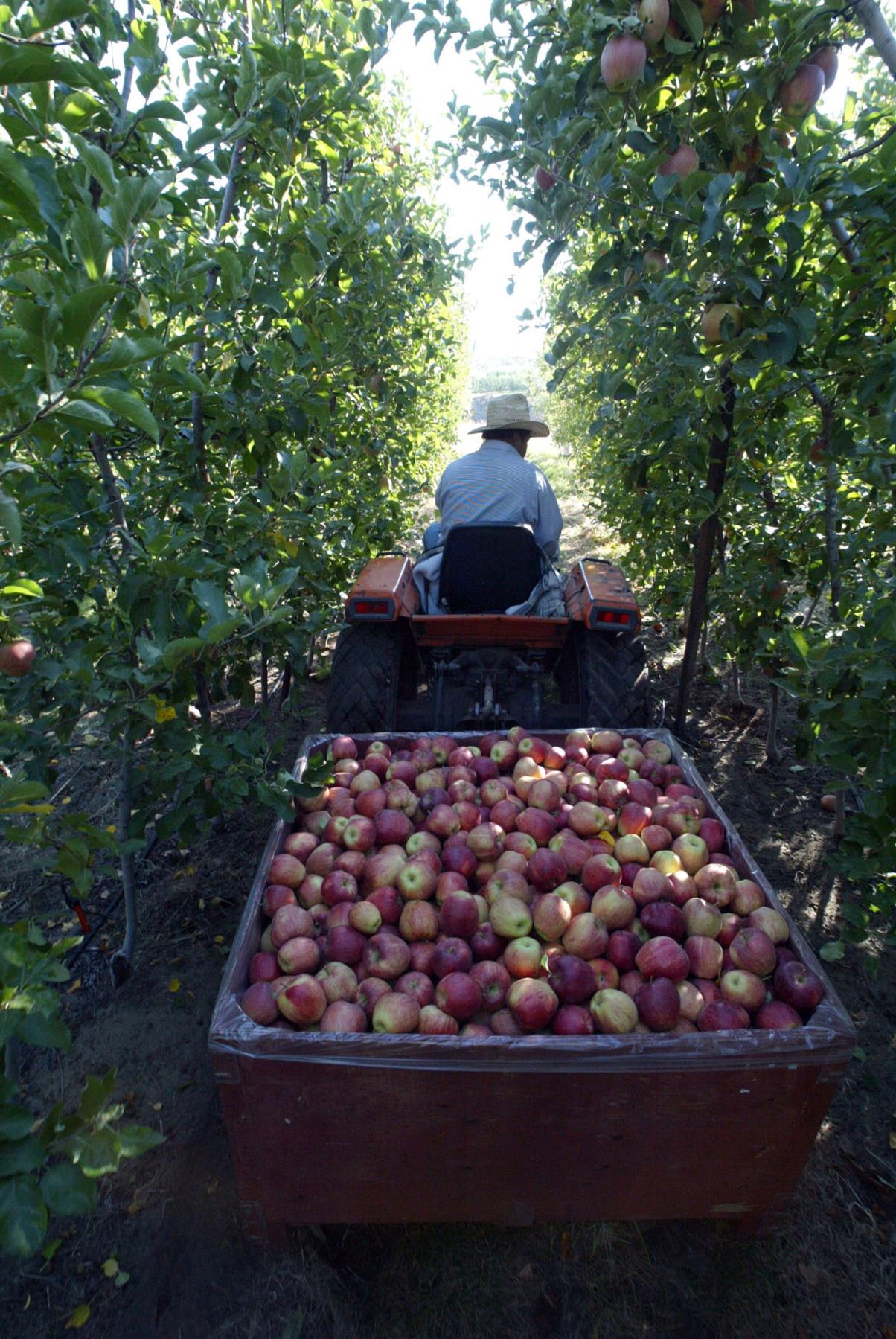 Image of Francisco Hernandez hauling apples at Brandt Orchards, Orondo, Washington, October 16, 2002