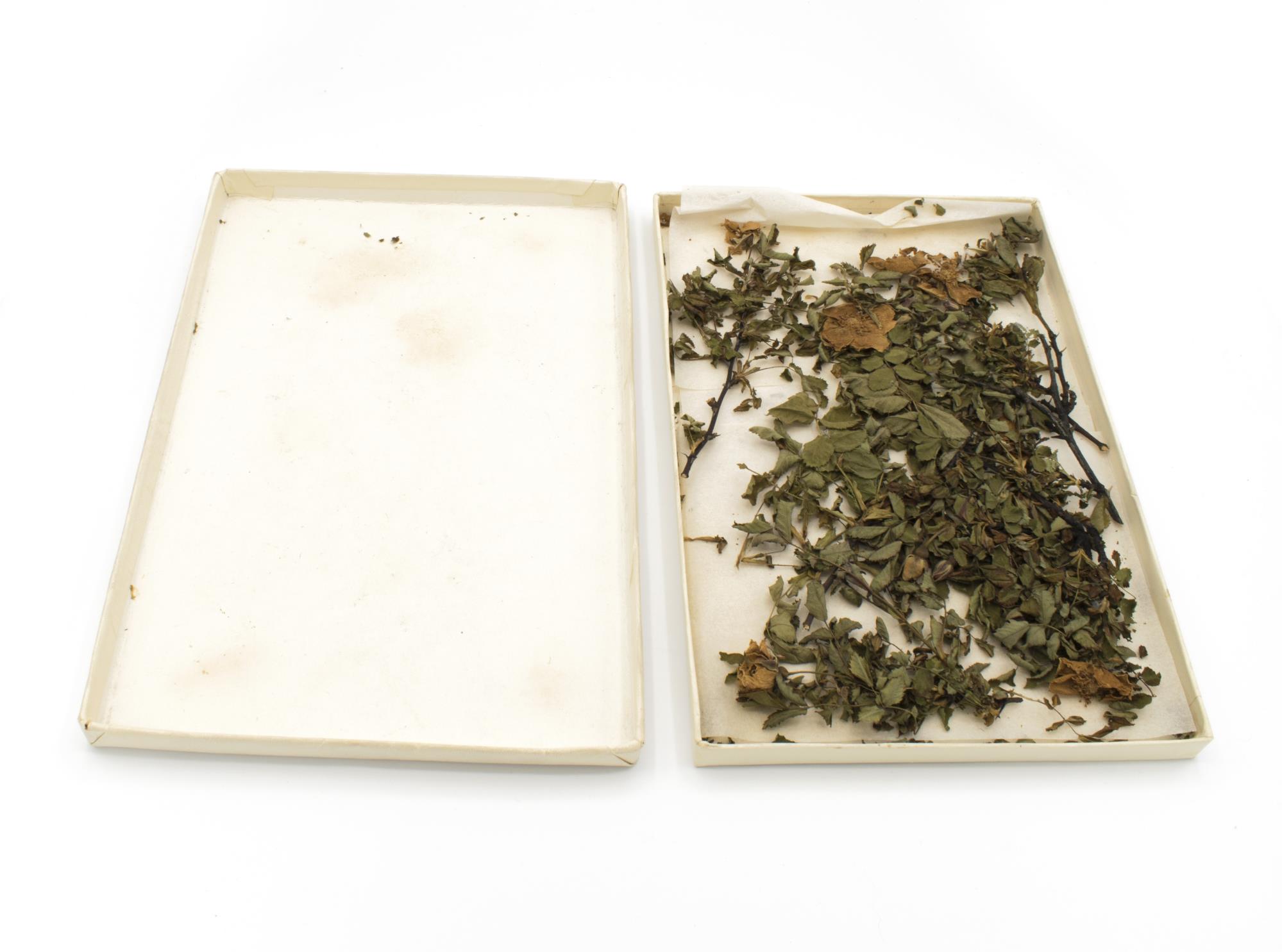 Image of Small letter box containing dried sweet briar flowers and seeds from Louisa Boren Denny's garden, ca. 1928