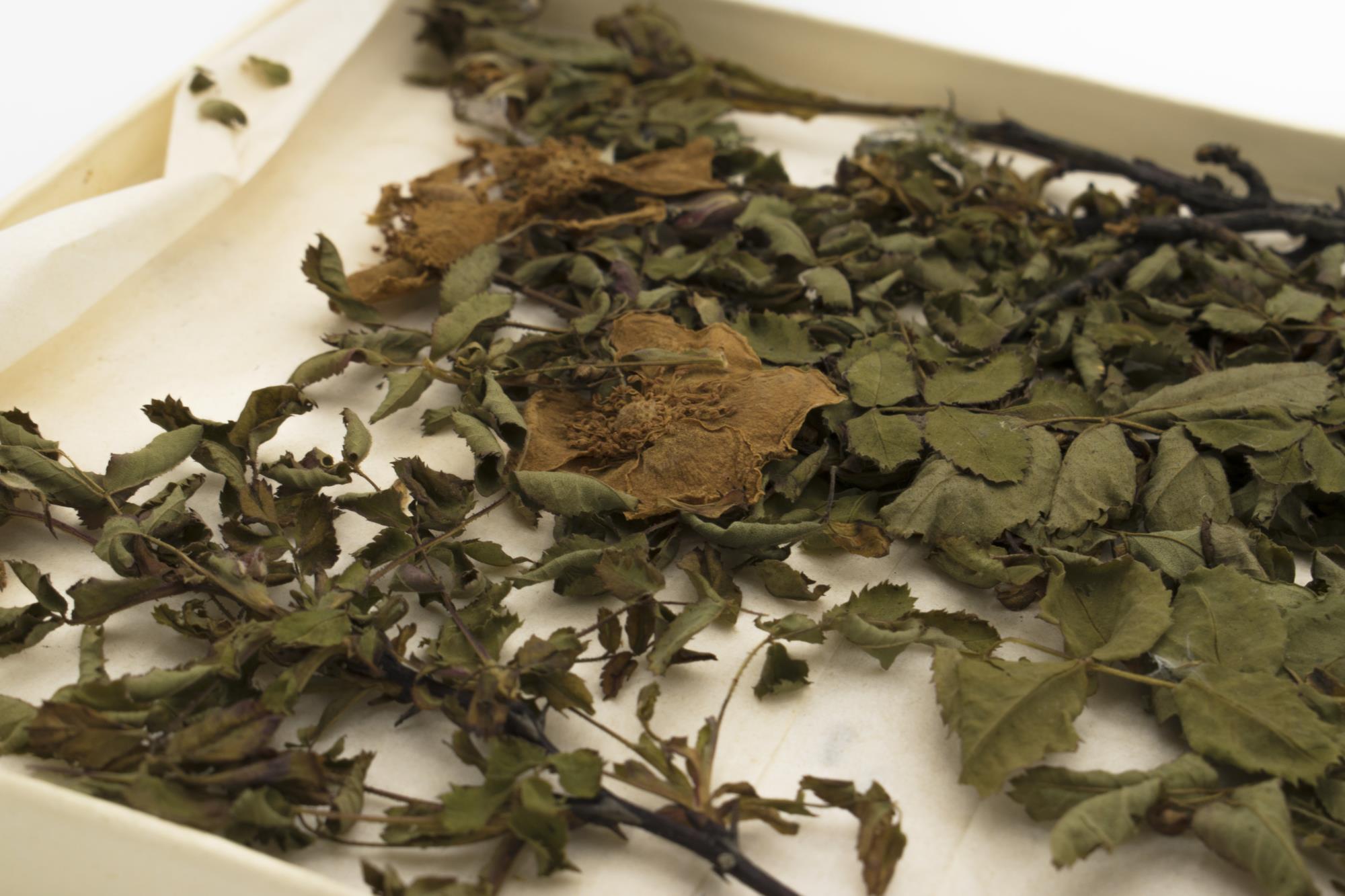 Image of Small letter box containing dried sweet briar flowers and seeds from Louisa Boren Denny's garden, ca. 1928