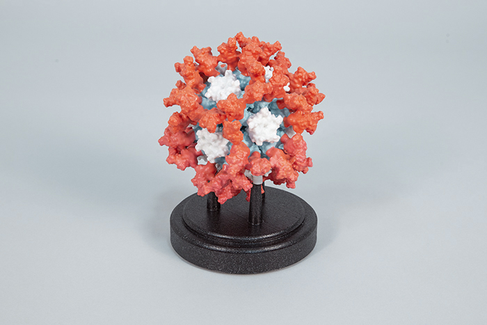 Image of Model of COVID-19 Vaccine developed by the University of Washington in 2020
