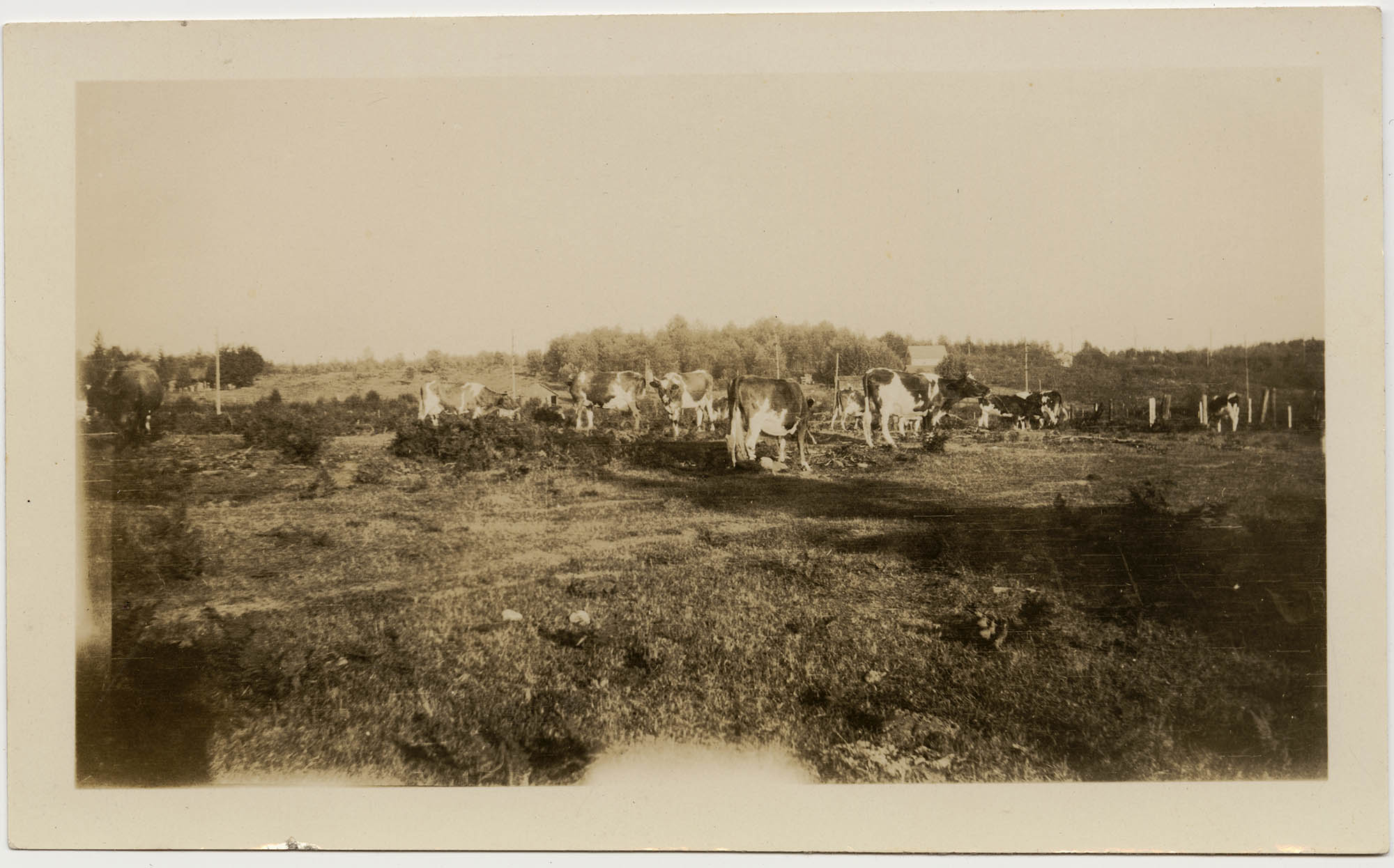 Image of Cows grazing at Morningside Dairy, Seattle, circa 1930