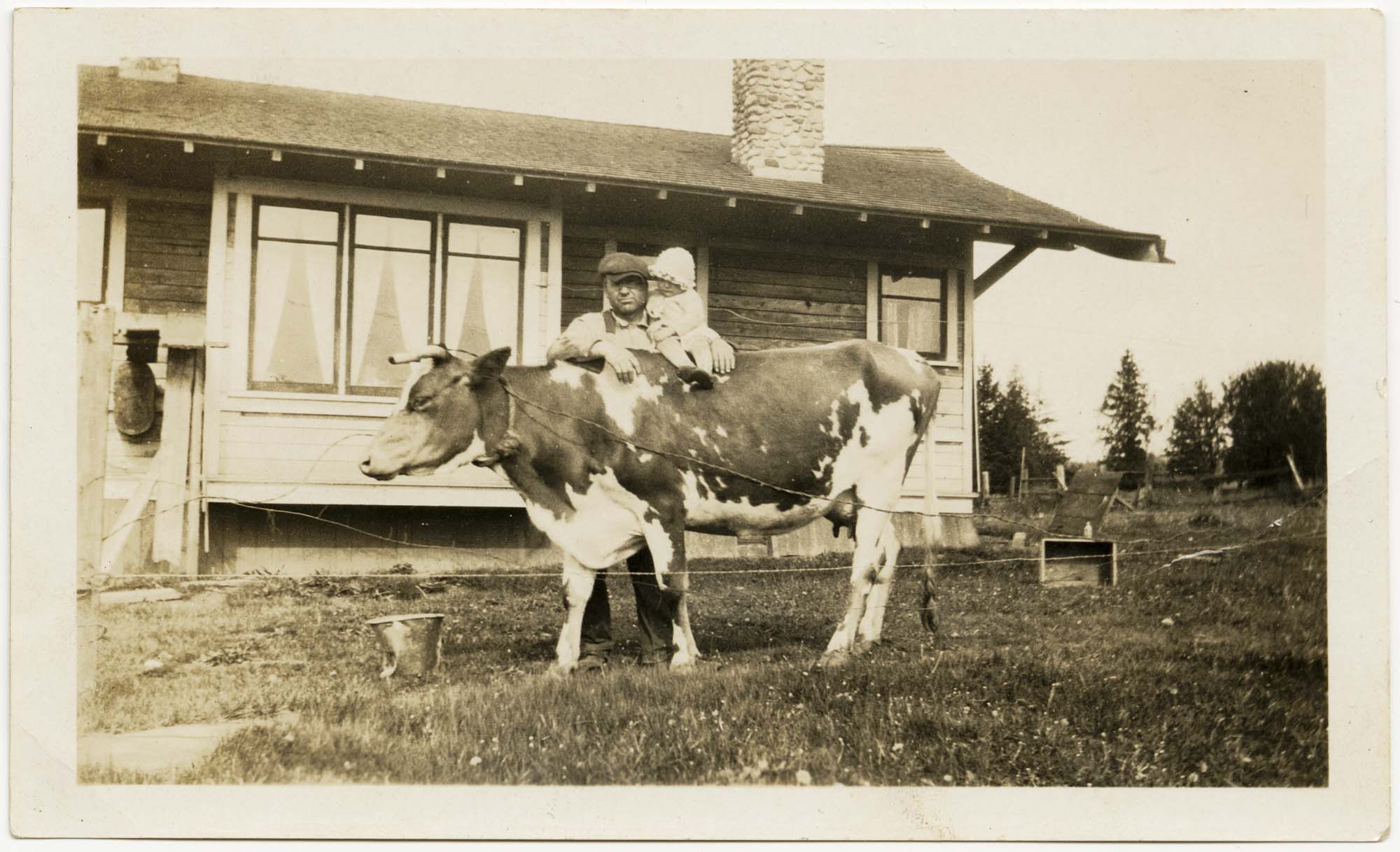 Image of Franz Hardow holding his daughter on a cow in front of Hardow home, Seattle, circa 1926