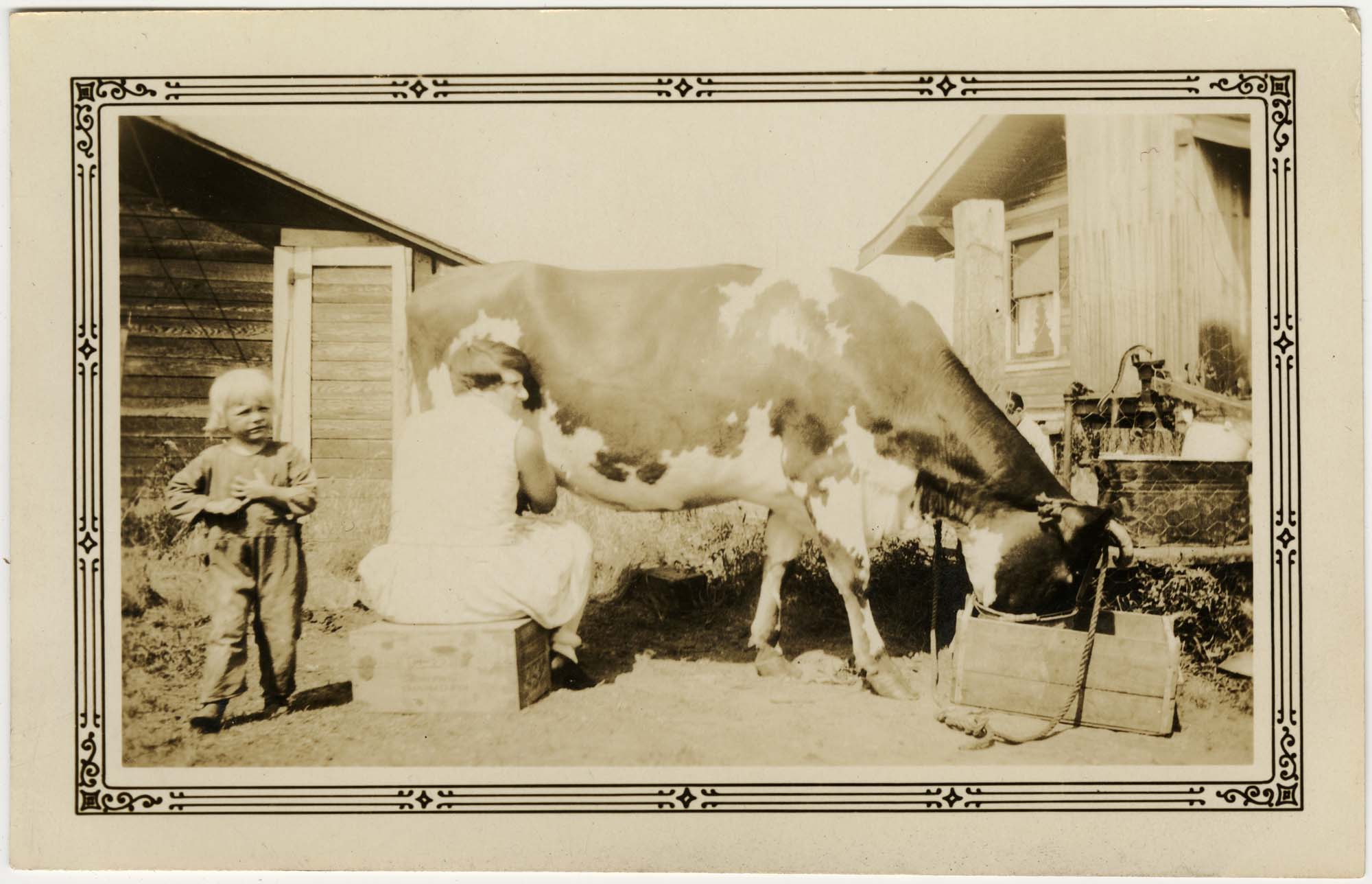 Image of Anna Hardow milking a cow at Morningside Dairy, Seattle, circa 1930