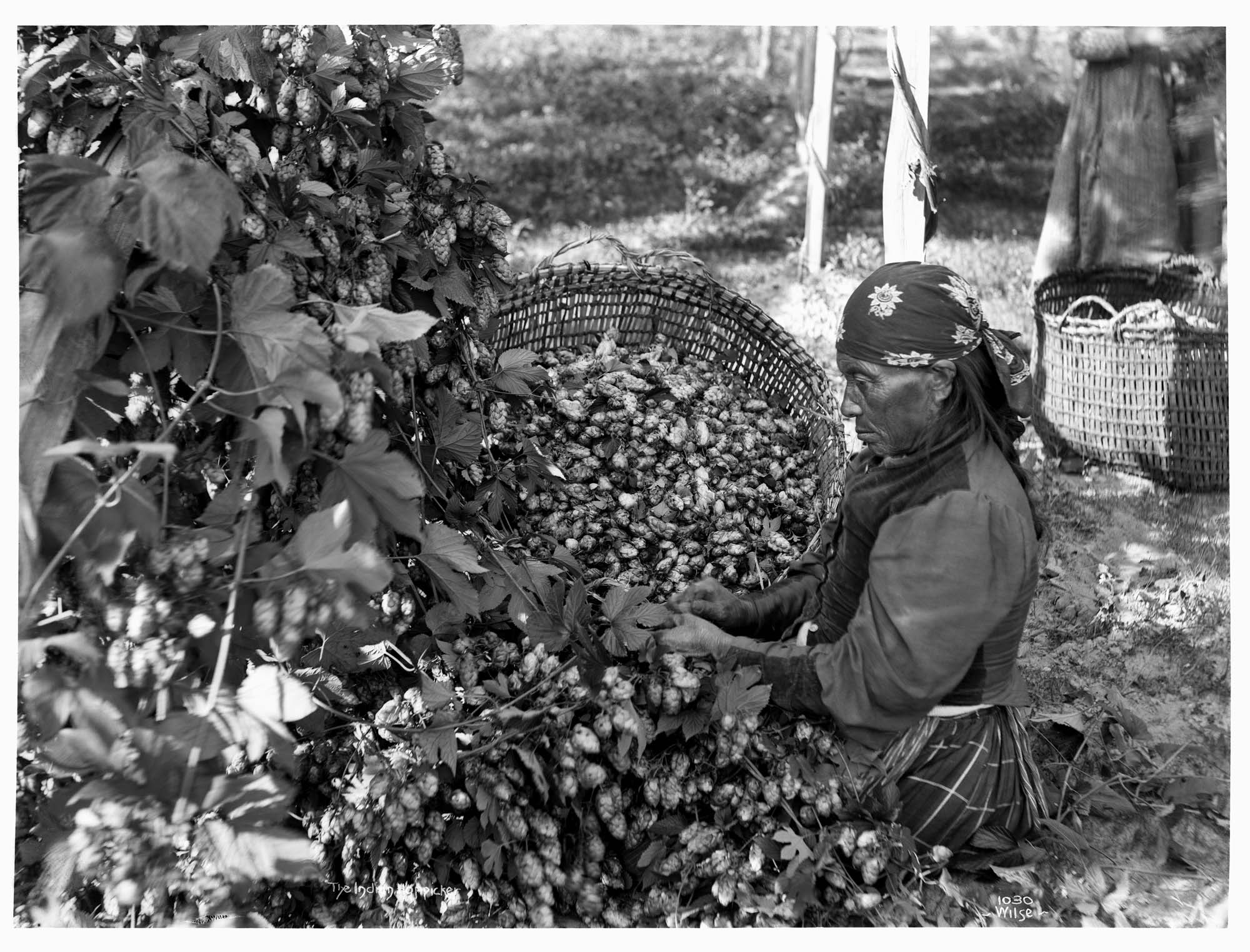 Image of Woman with hop basket, circa 1900