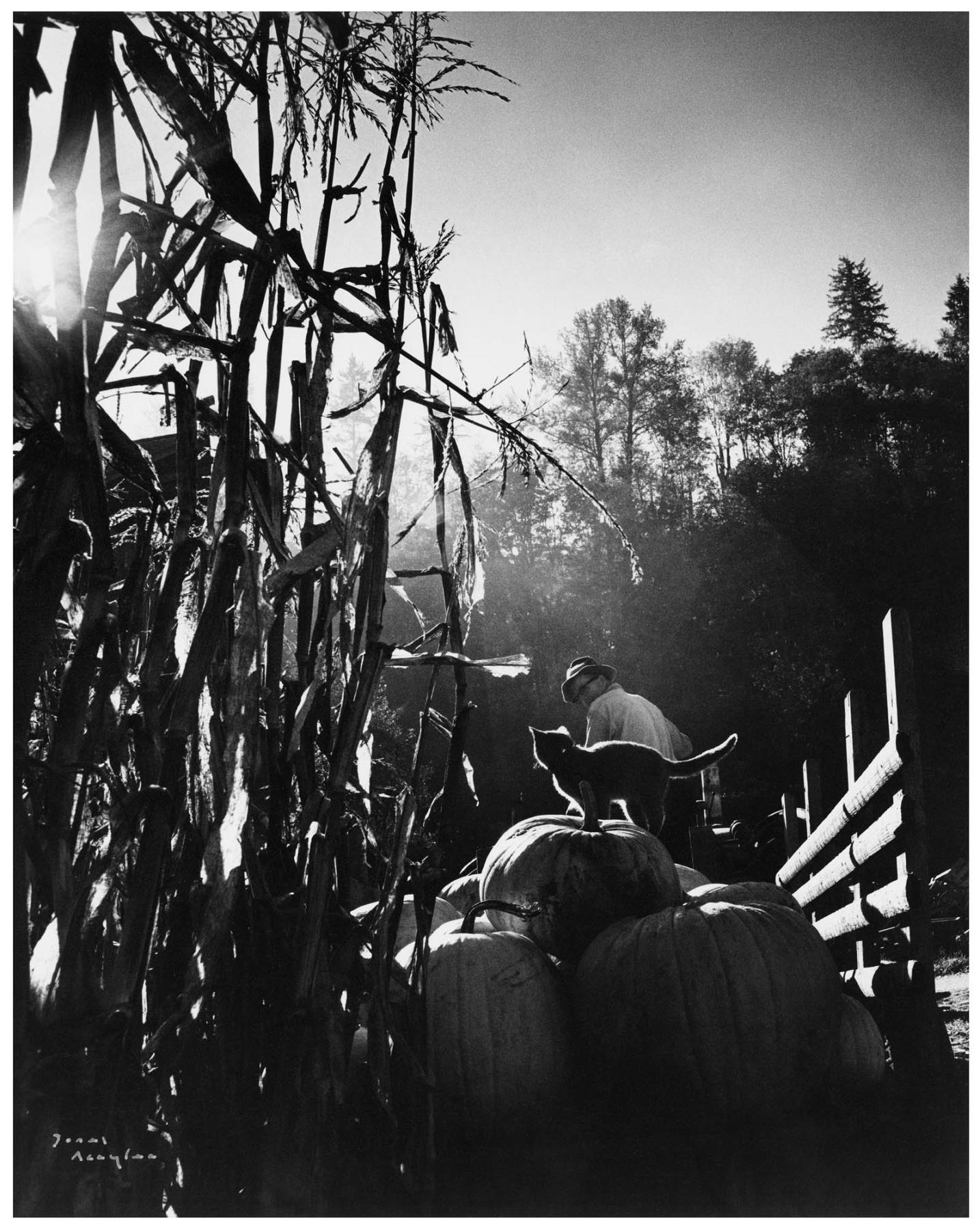 Image of Cat riding on truckload of pumpkins, Maple Valley, 1976
