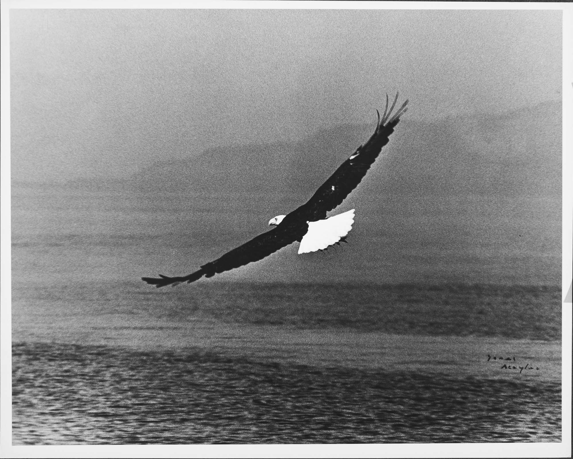 Image of Eagle looking for salmon near Friday Harbor, Washington, 1975
