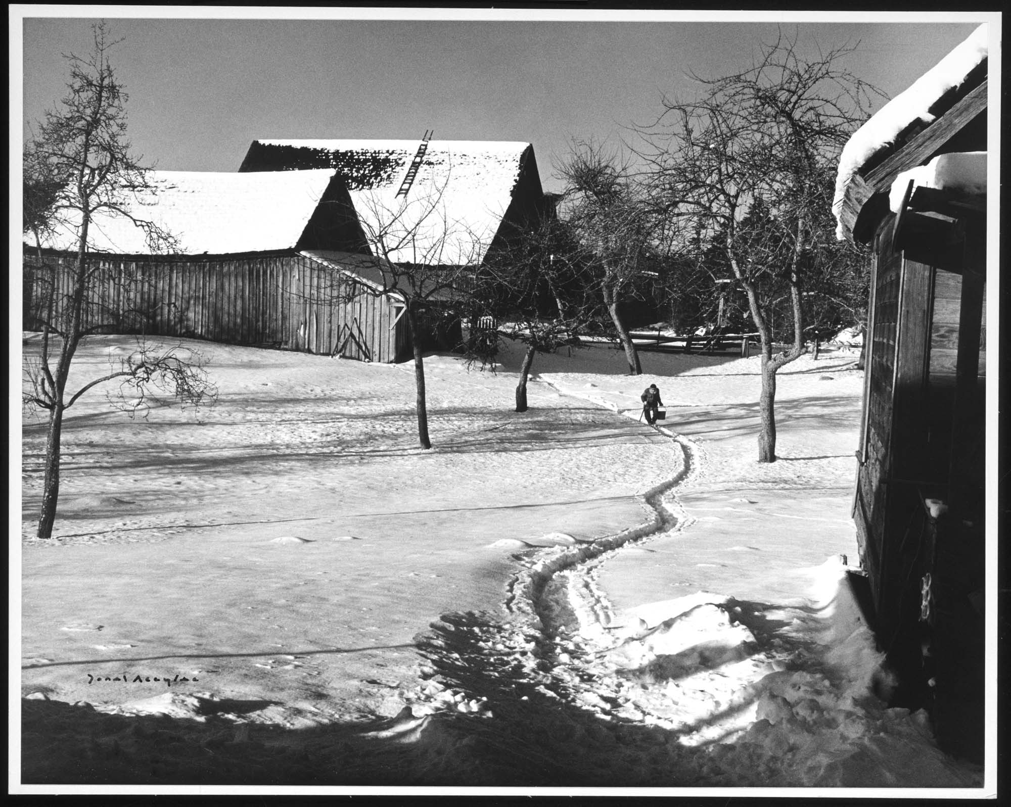 Image of Man walking on snowy farm, Enumclaw, 1972