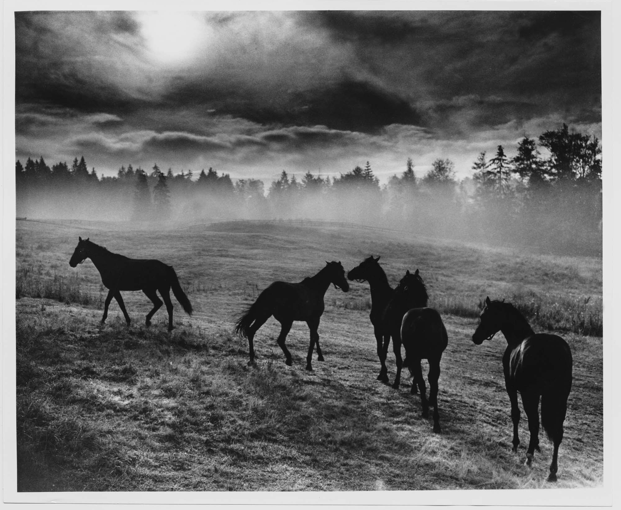 Image of Horses in misty field, Woodinville, October 1964