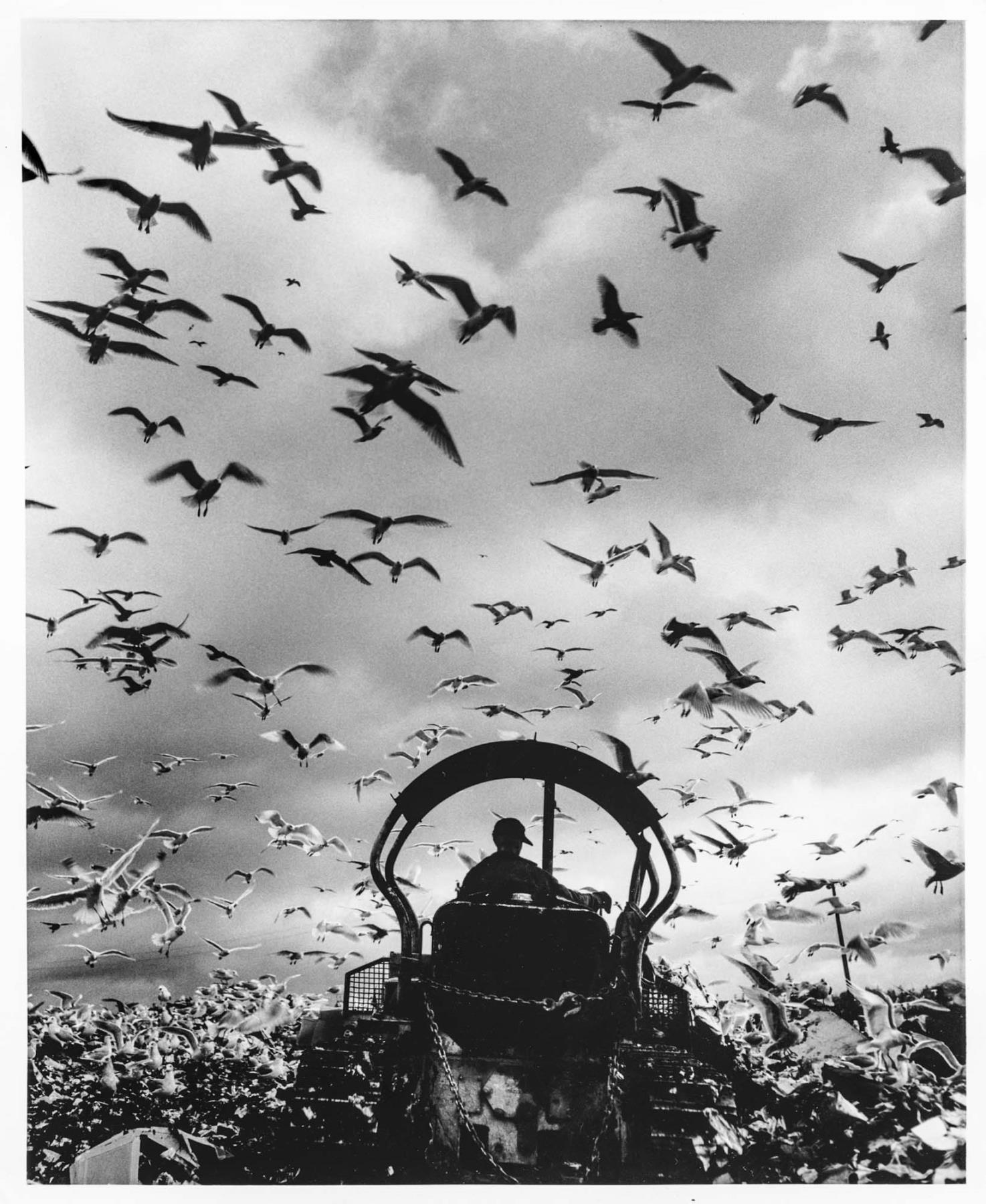 Image of Seagulls at Montlake Landfill, Seattle, 1955