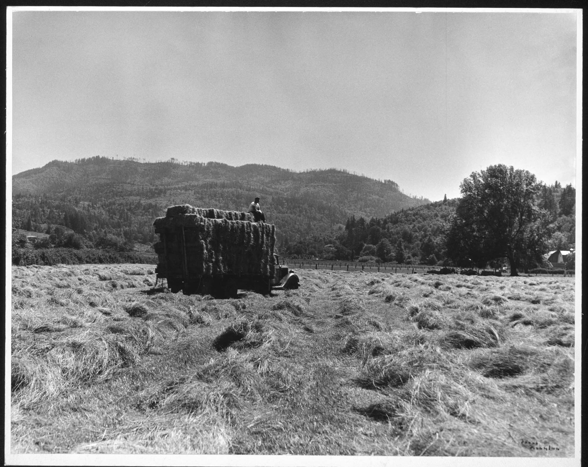 Image of Truck hauling hay bales, Issaquah, 1954