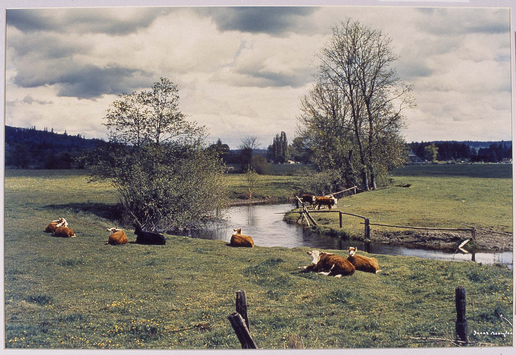 Image of Cows resting near Bear Creek, Redmond, 1974