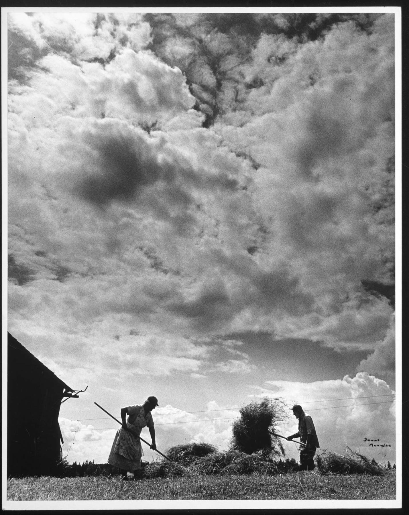 Image of Mat and Martha Verhonick pitching hay, Enumclaw, August 1968