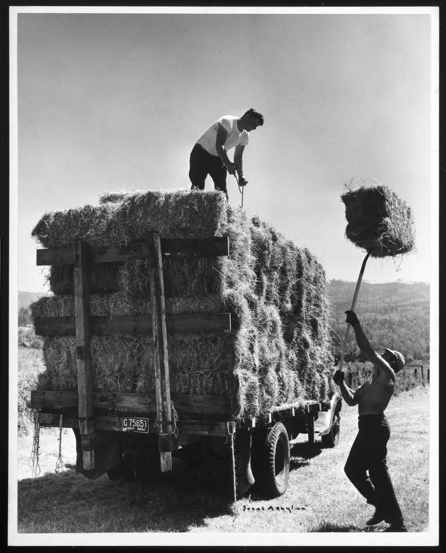 Image of Haying on the Pickering farm, Issaquah, 1956