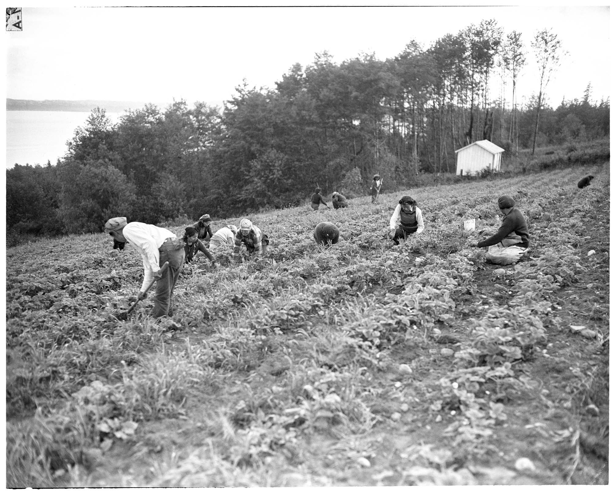 Image of Indigenous workers in a strawberry field, Vashon Island, June 1943
