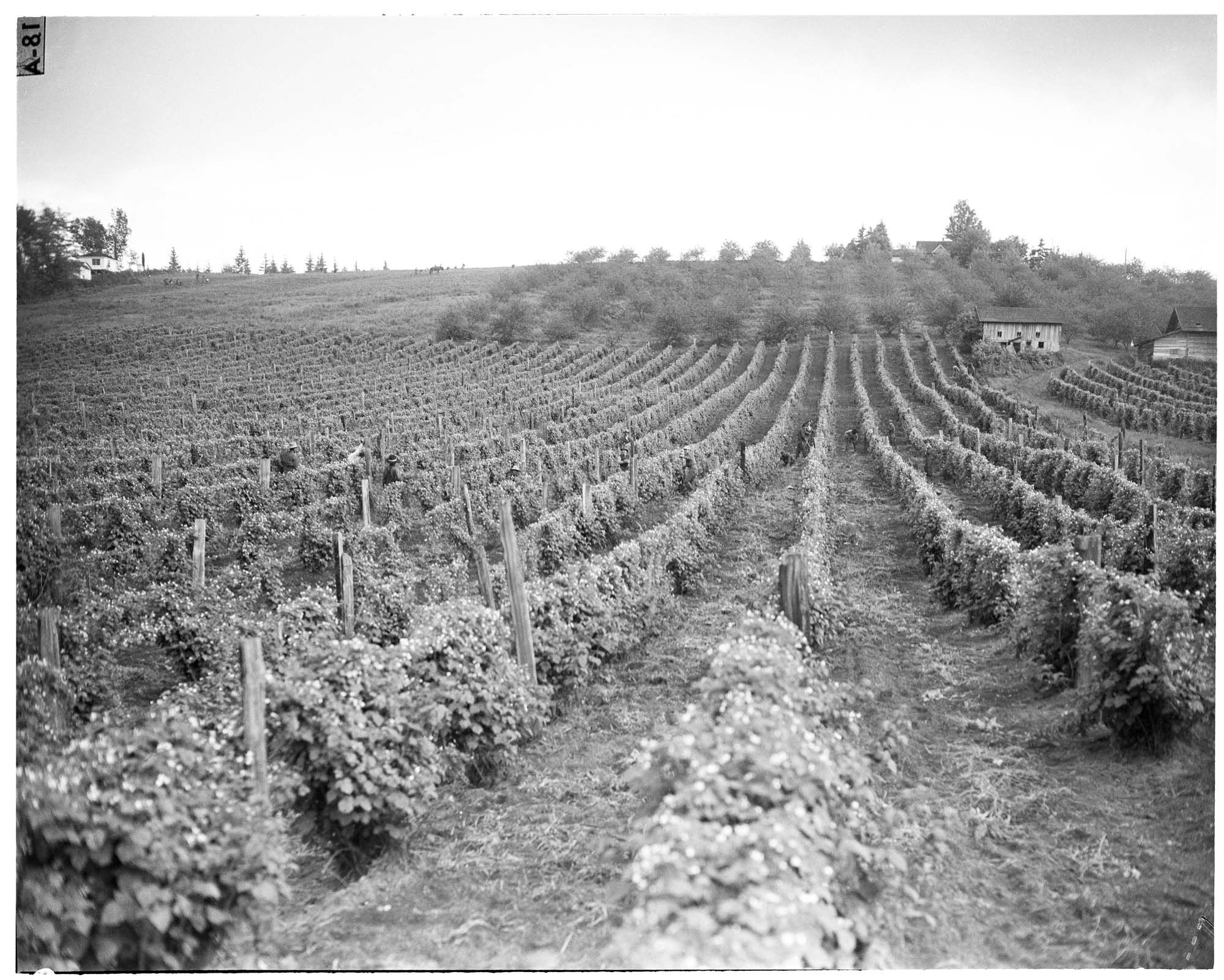 Image of Indigenous workers in berry field, Vashon Island, June 1943