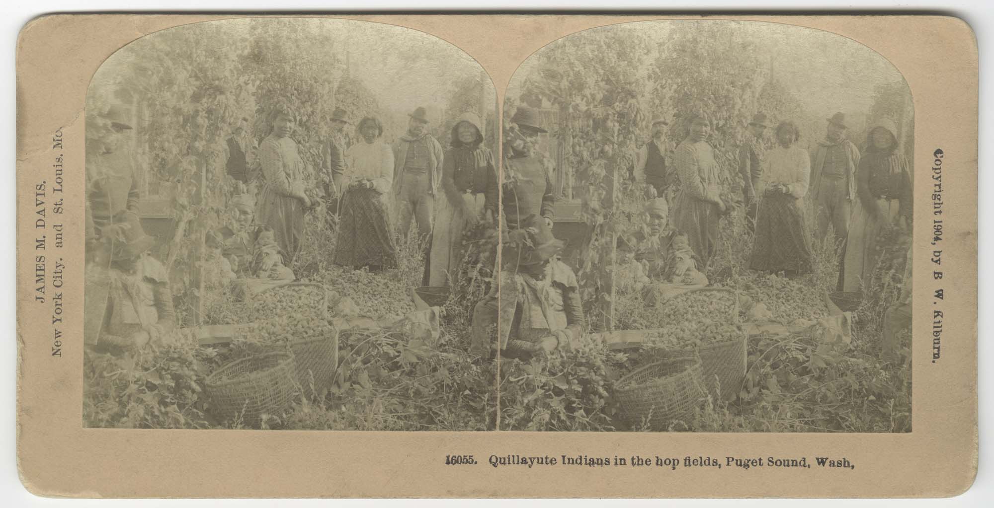 Image of Quileute Indians in a western Washington hop field, 1904