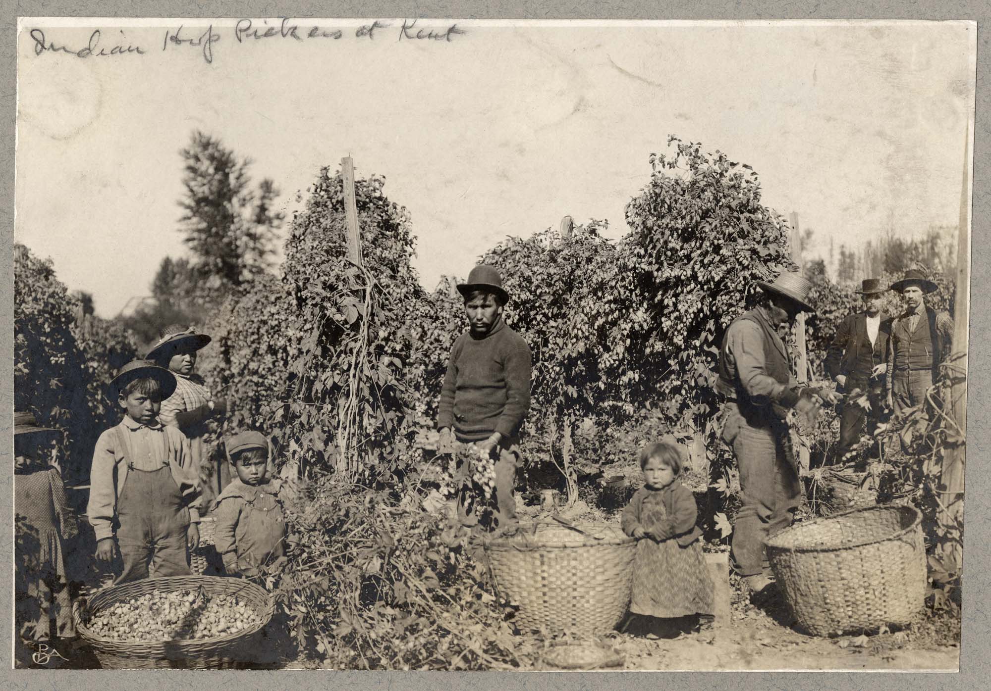 Image of Indigenous men, women, and children working in hop field, Kent, circa 1895