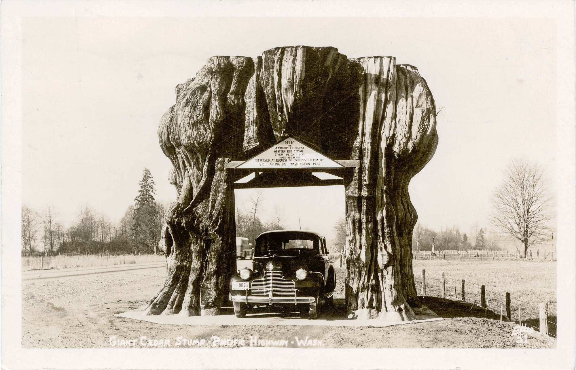 Image of Car going through giant cedar stump, circa 1950