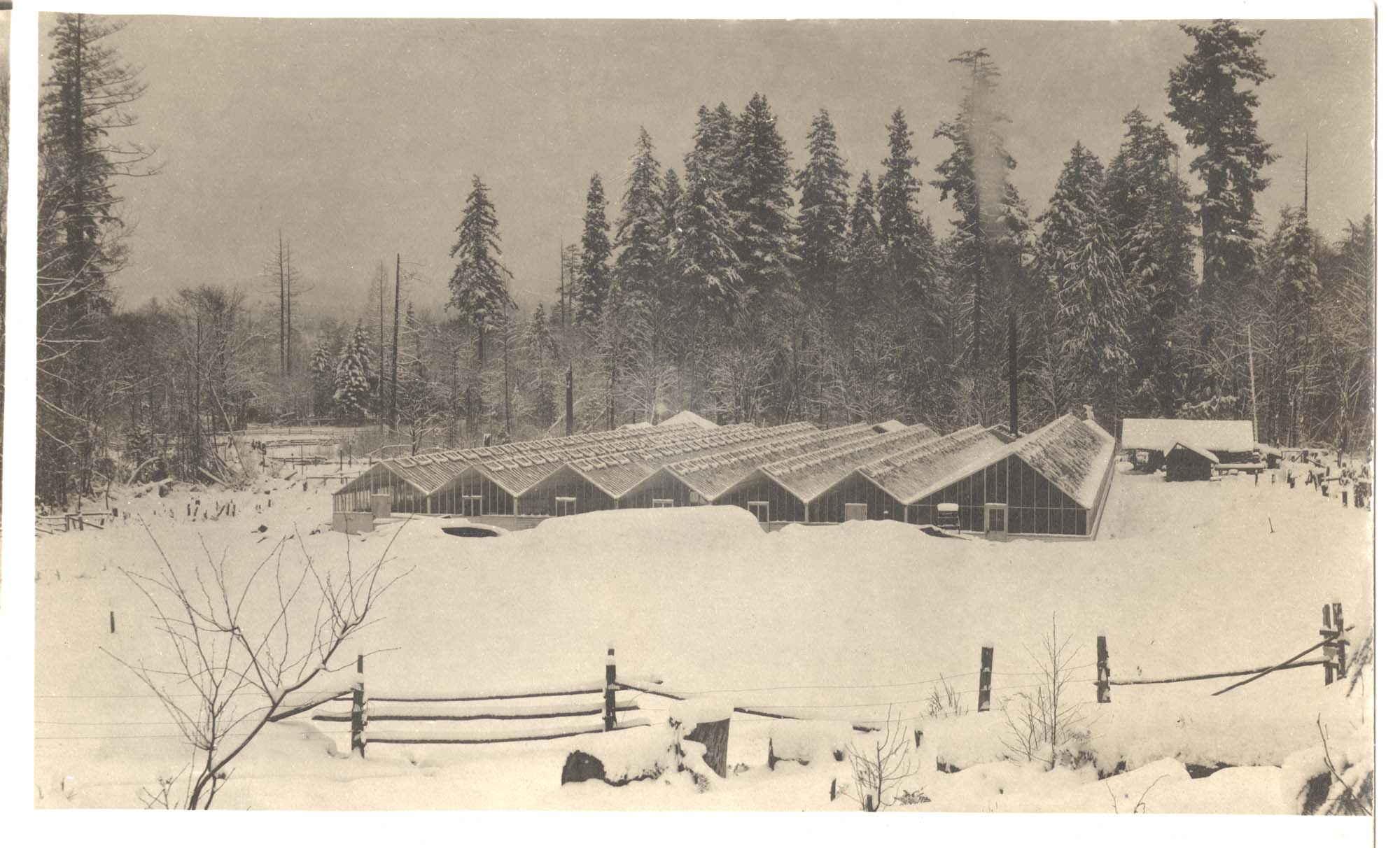 Image of Greenhouses in the snow, Bryn Mawr, Washington, circa 1910