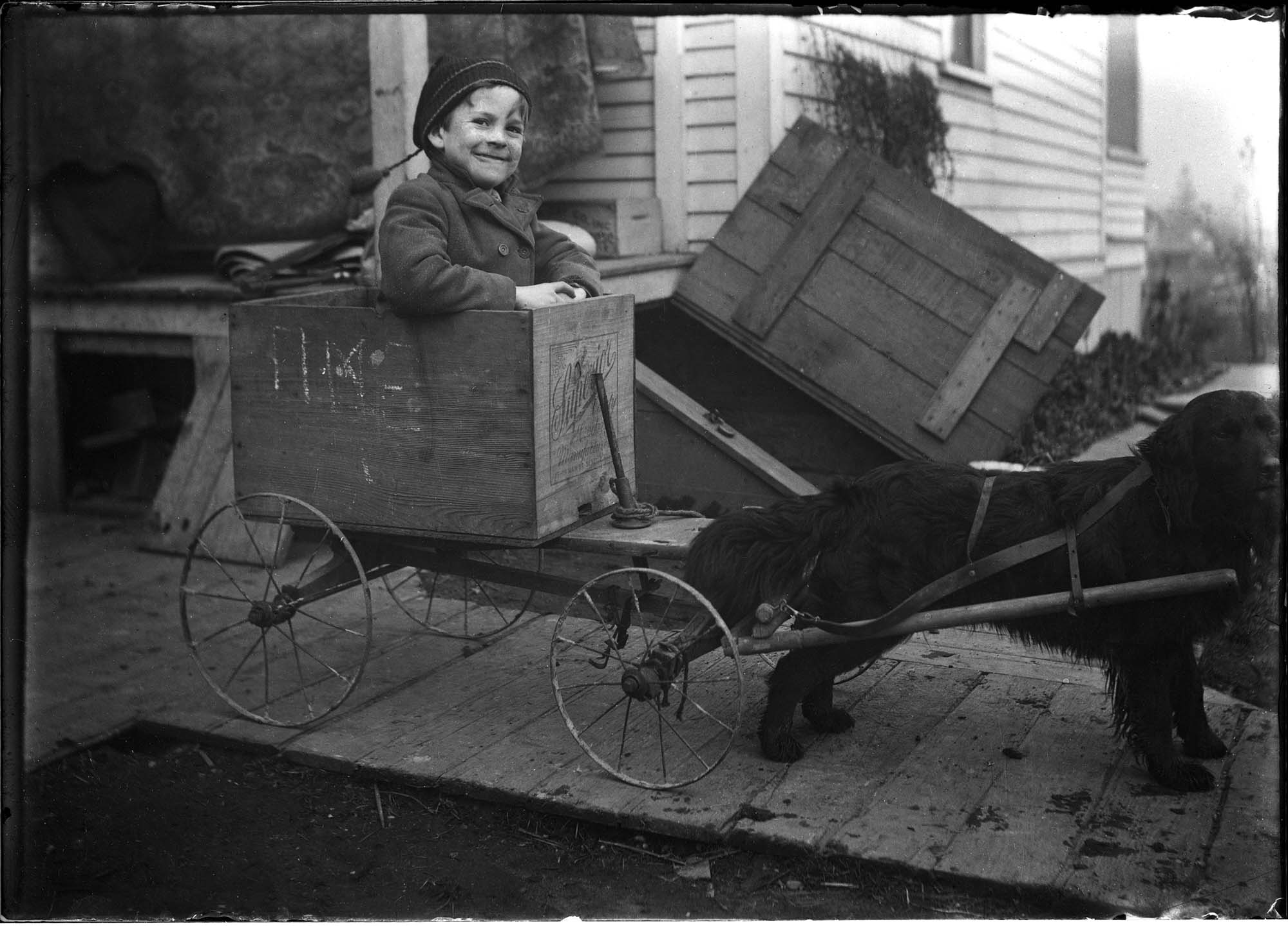 Image of Harold Moen in a dog cart, Seattle, circa 1910