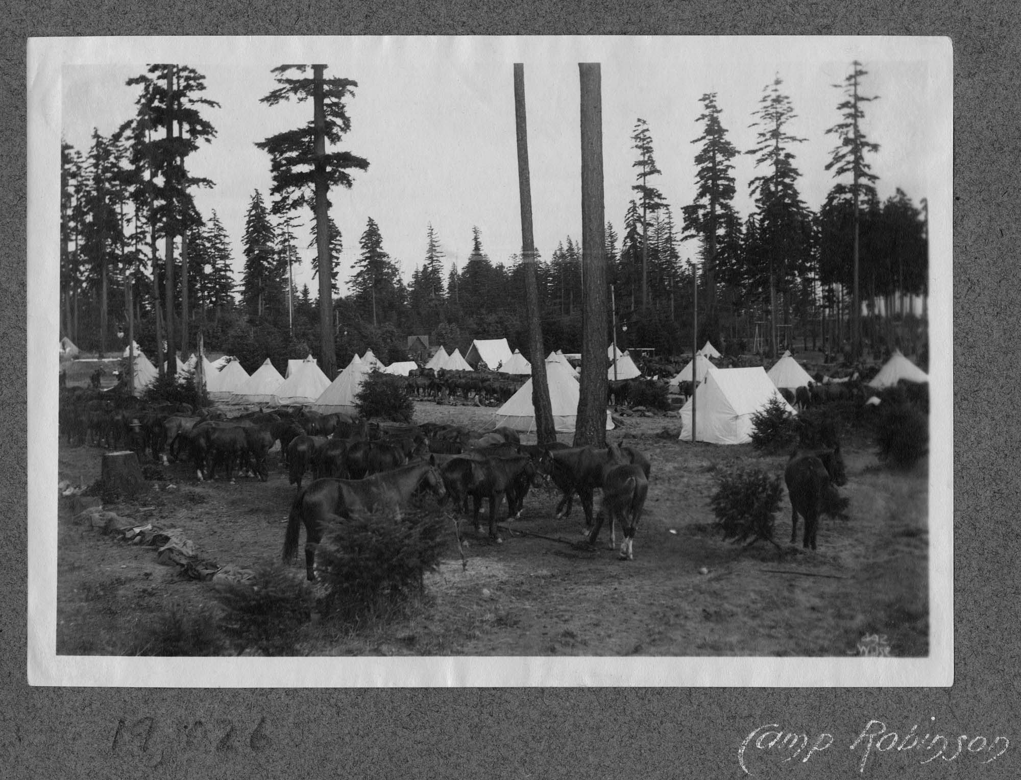 Image of Horses and Tents at Camp Robinson, Seattle, August 1899