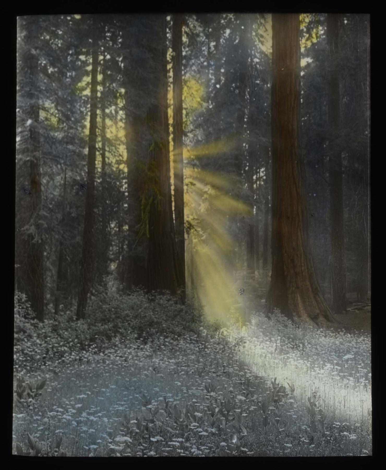 Image of Sun shining in forest, circa 1910