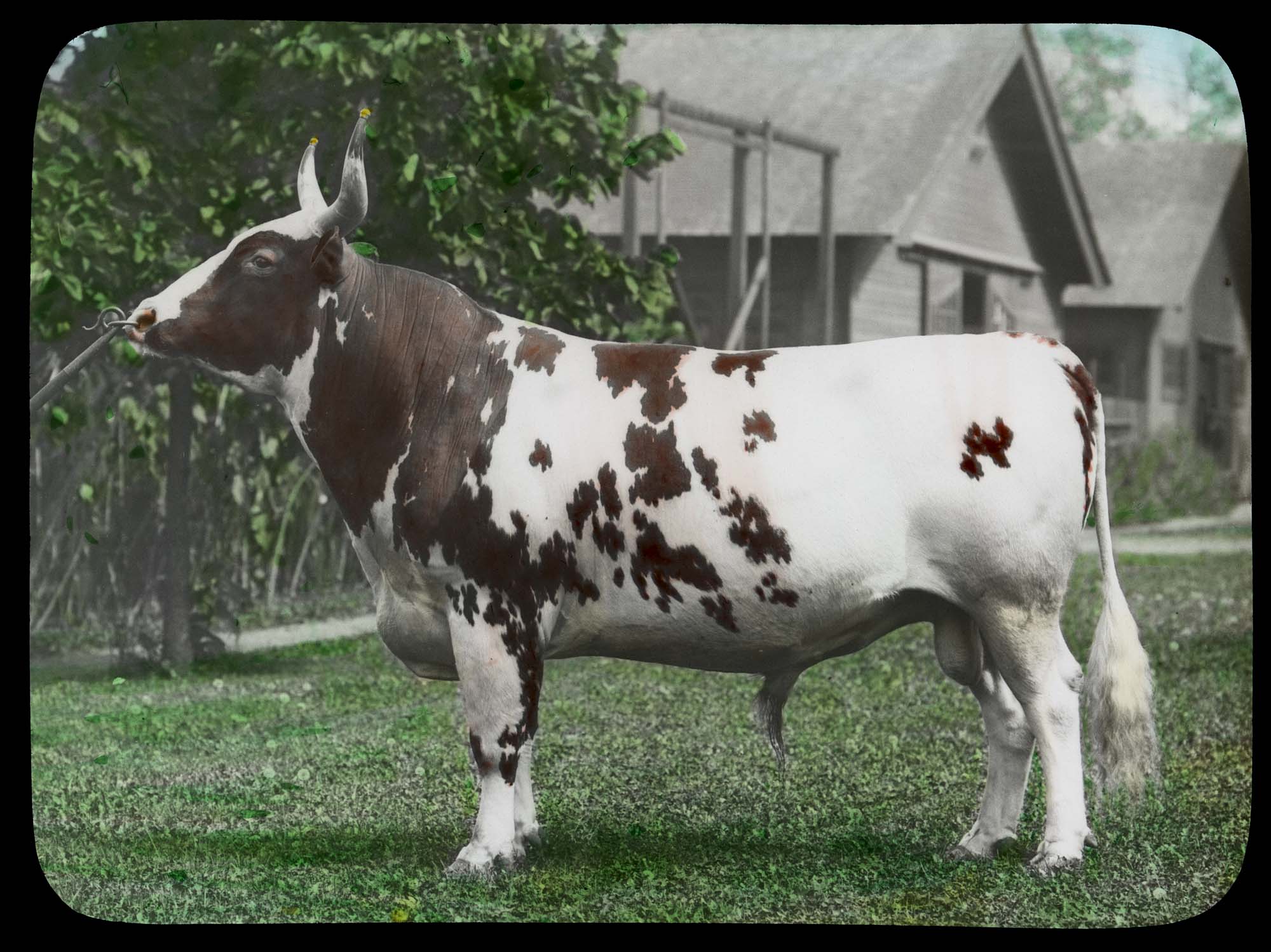 Image of Bull at Willowmoor Farm, Redmond, circa 1910