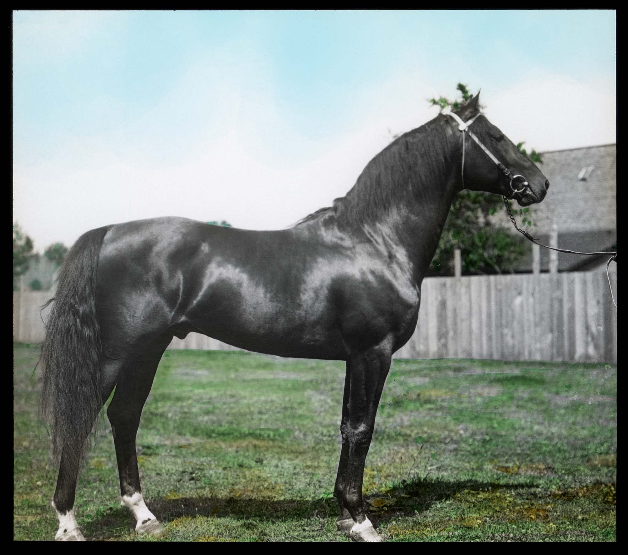 Image of Horse on Willowmoor Farm, Redmond, circa 1910
