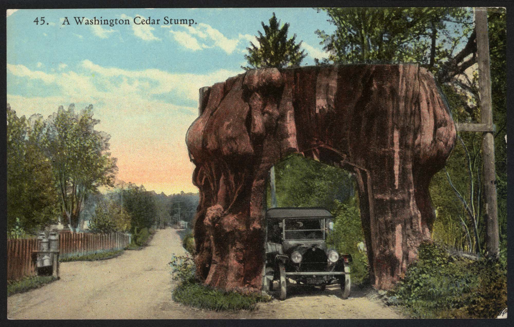 Image of Model T driving through cedar stump, circa 1913