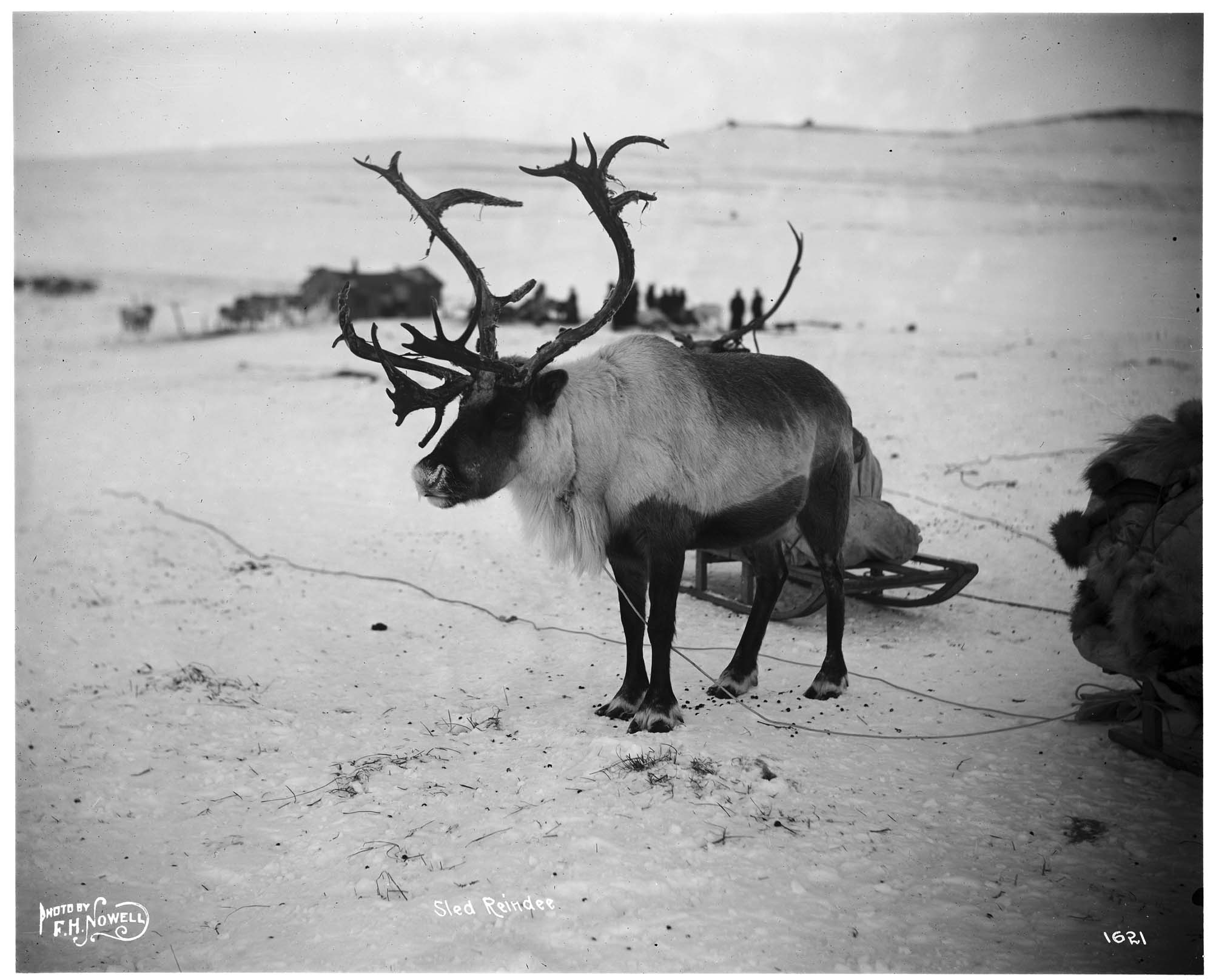 Image of Reindeer, circa 1905