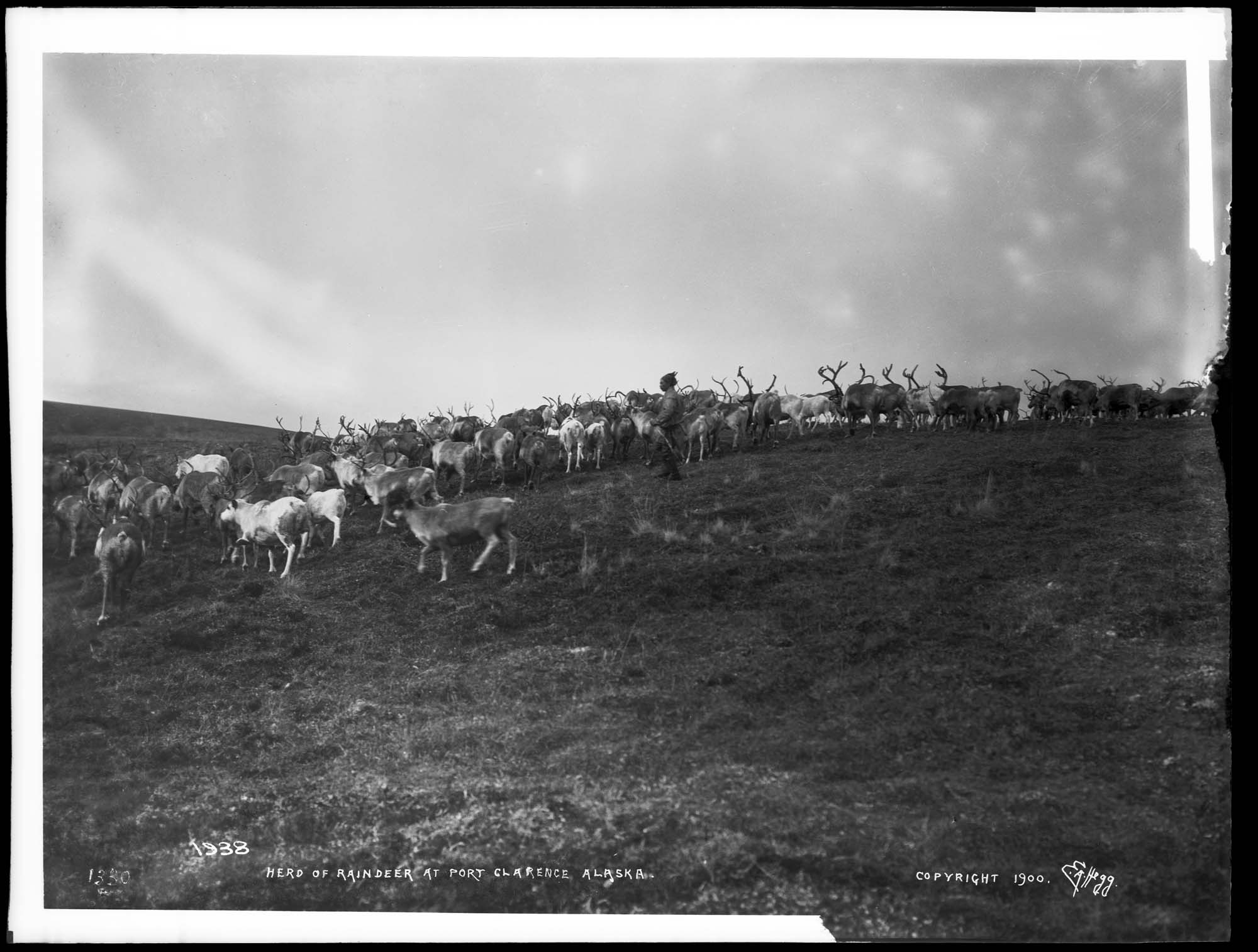 Image of Herd of reindeer at Port Clarence, Alaska, 1900