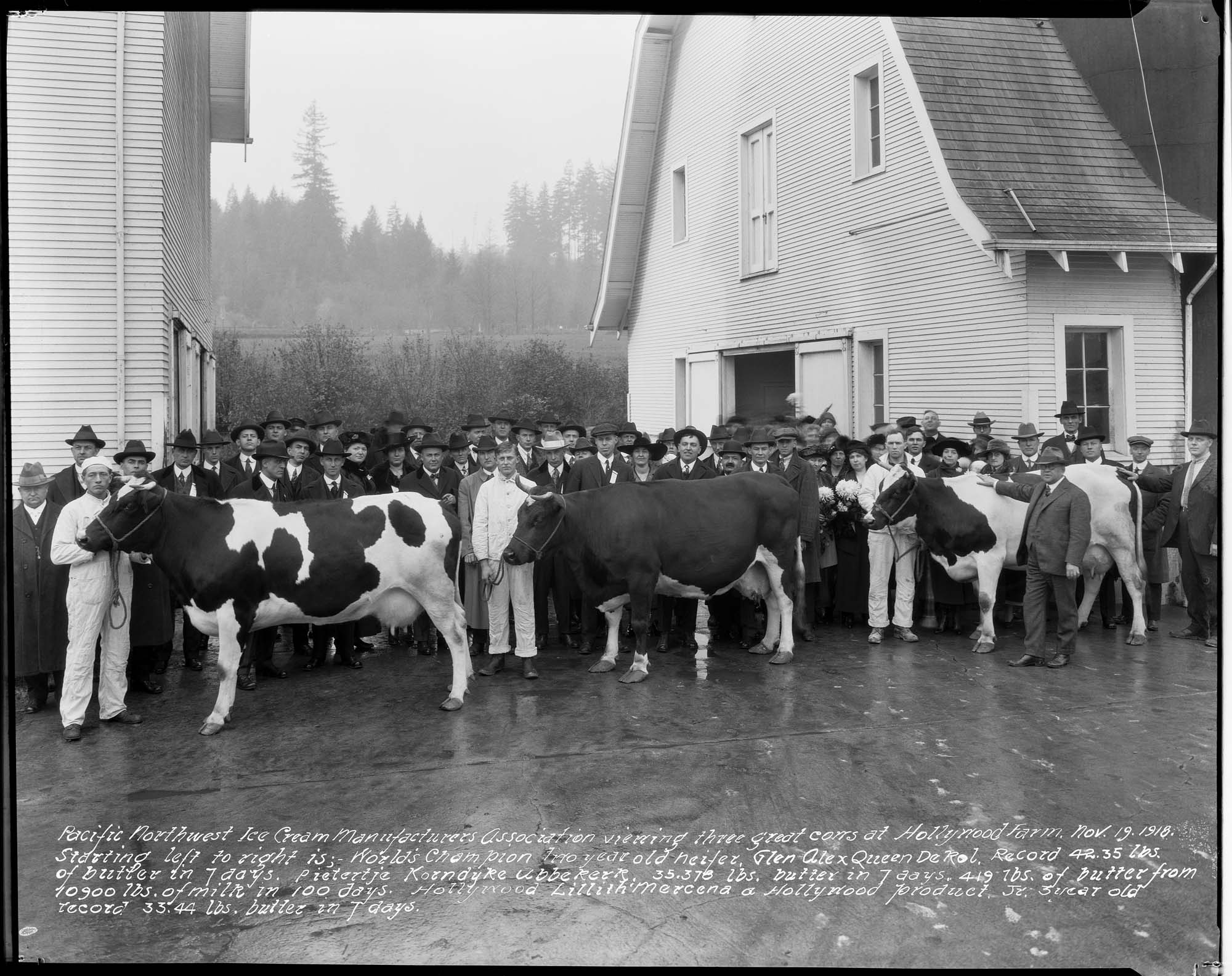 Image of Cattle show at Hollywood Farm, Woodinville, November 19, 1918
