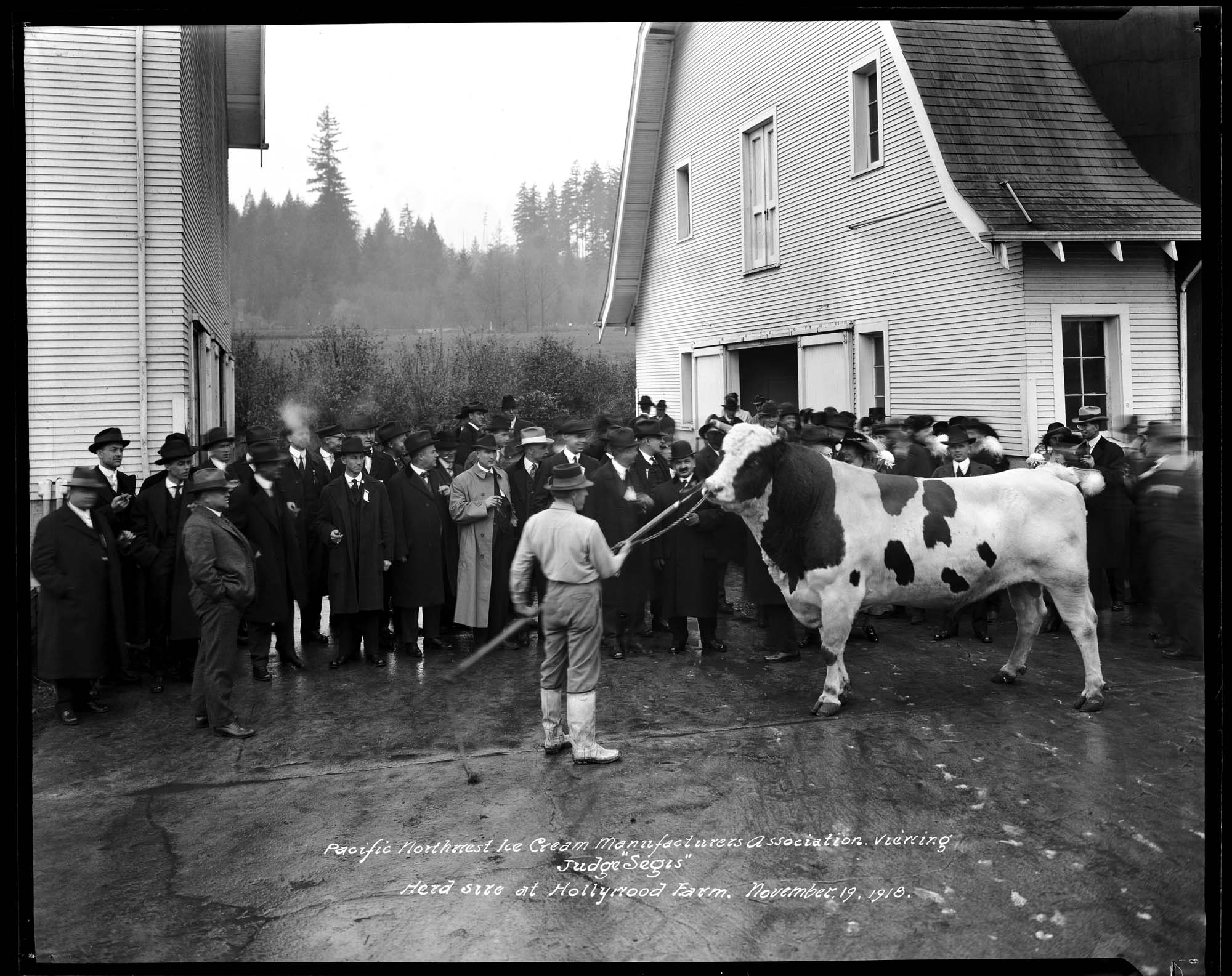 Image of Ice cream manufacturers looking at prize bull, November 19, 1918