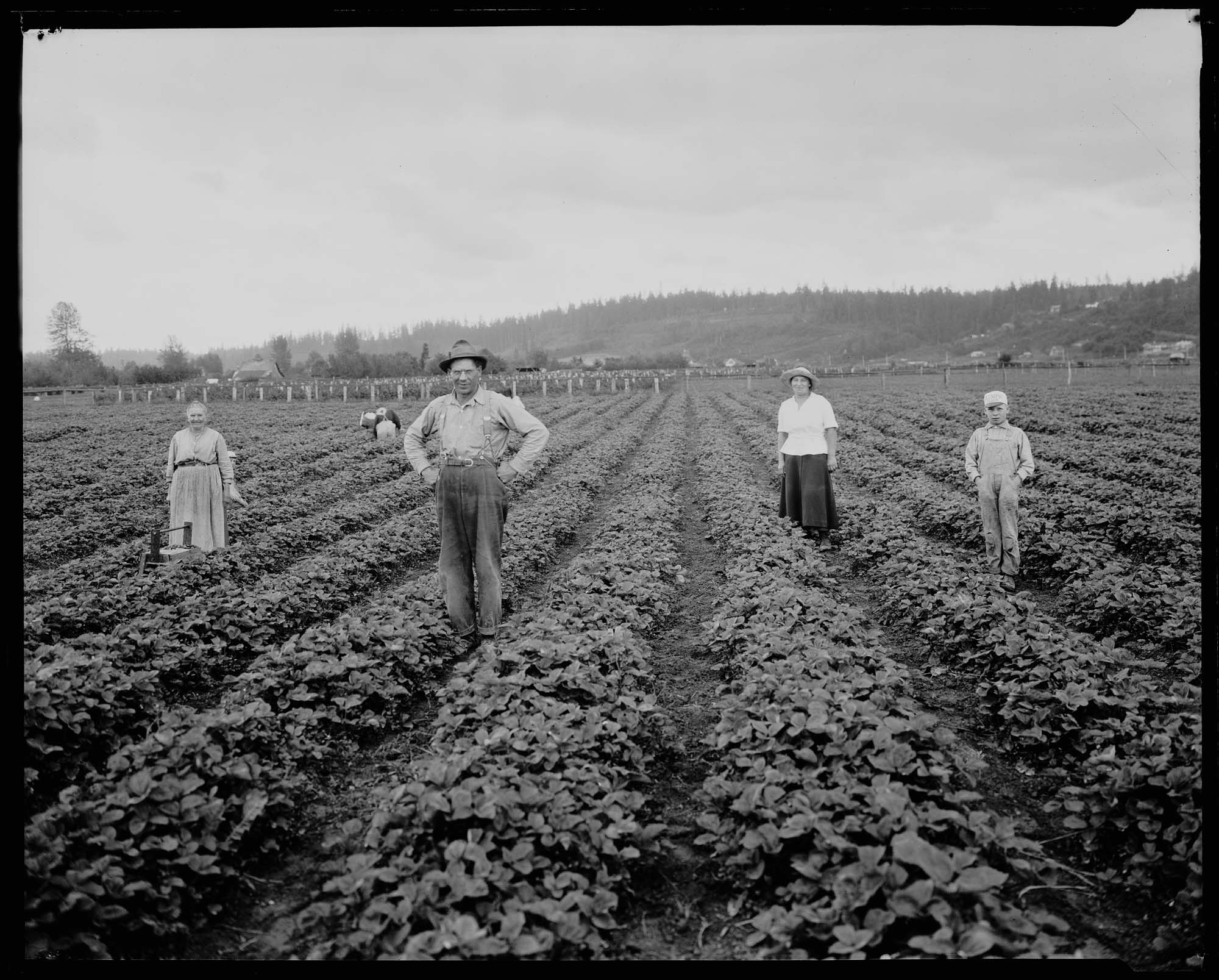 Image of Strawberry pickers in the field, circa 1921