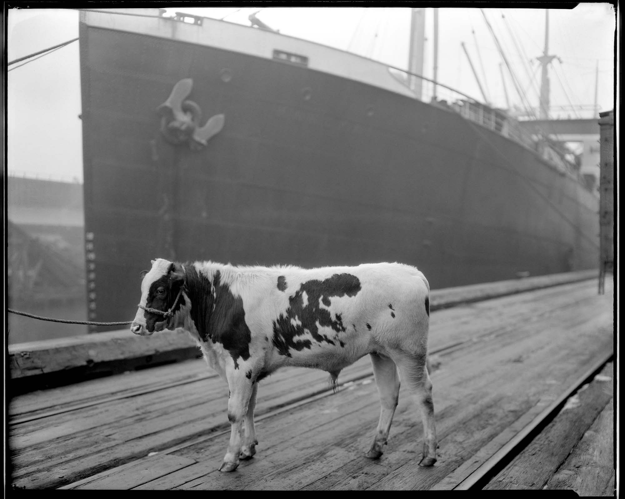 Image of Carnation Milk Co. promotional photo showing a bull on a dock near a ship, circa 1919