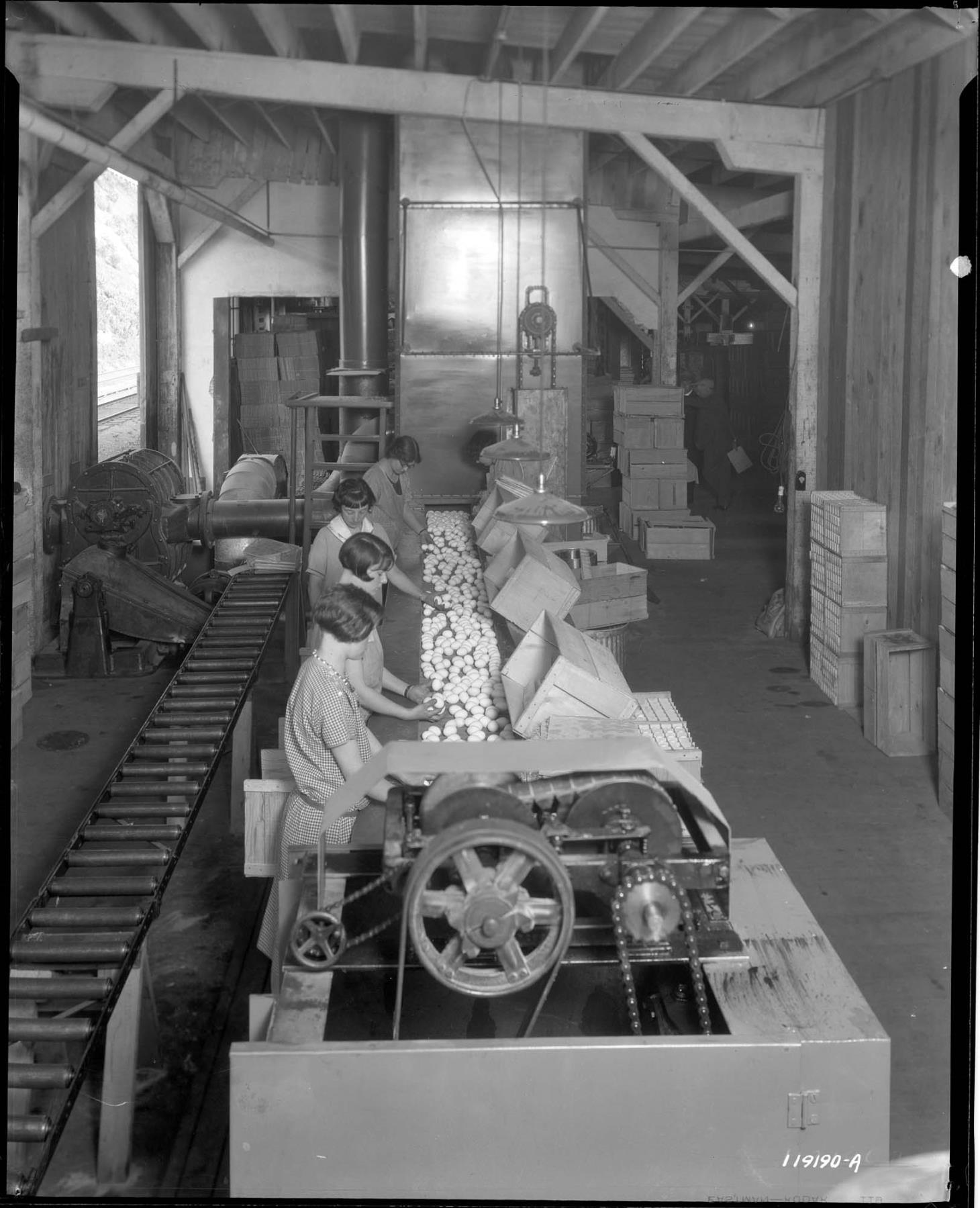 Image of Workers packing eggs, circa 1925