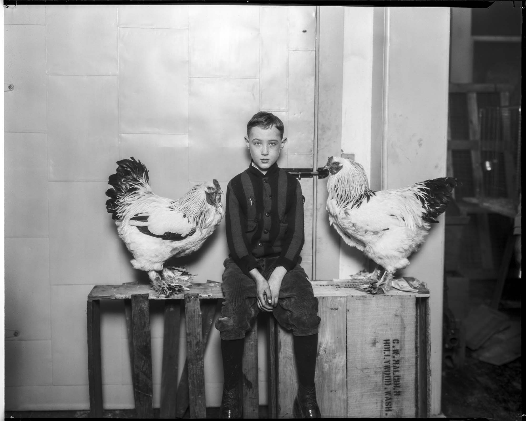 Image of Jack Hennessey with his roosters, Seattle, January 3, 1928