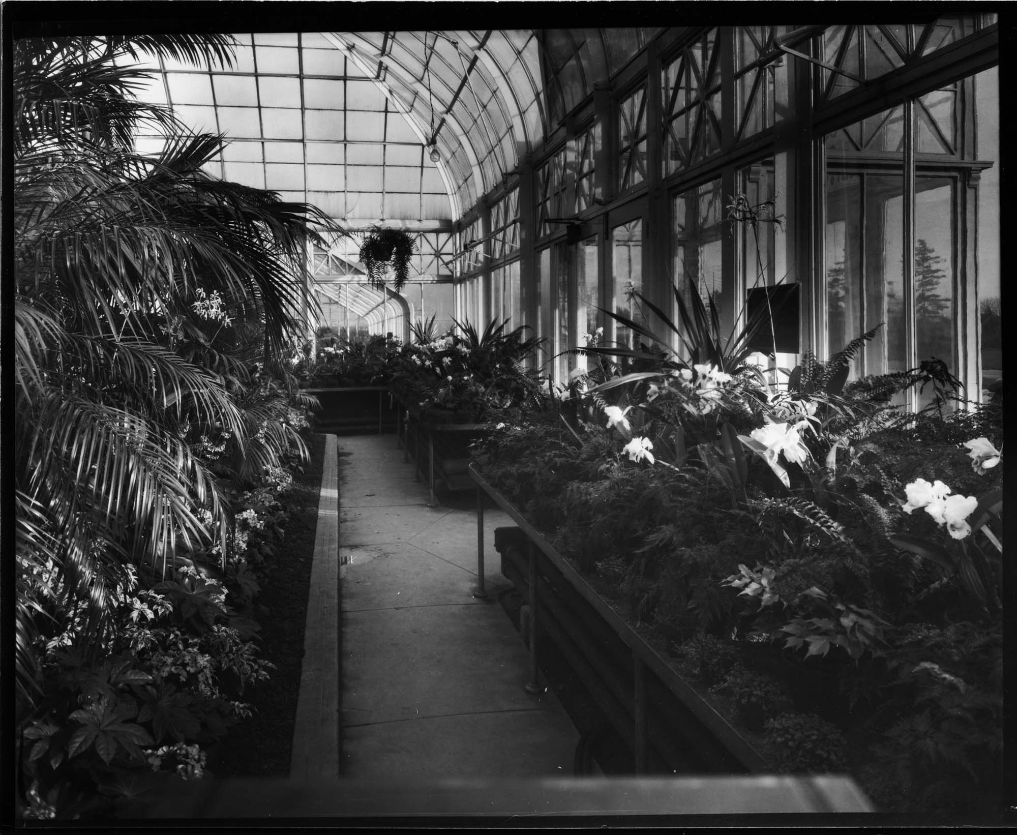Image of Volunteer Park conservatory interior, Seattle, circa 1928