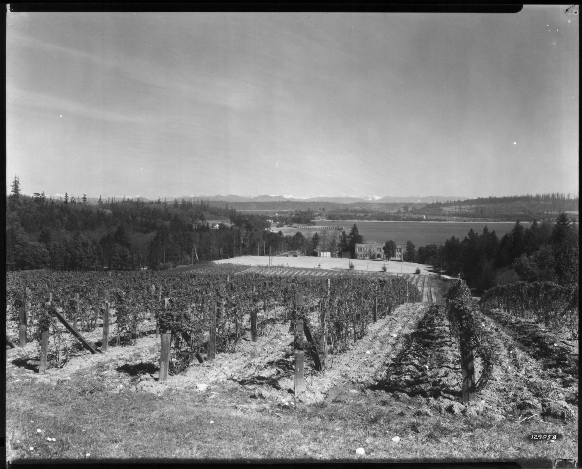 Image of Kunugi loganberry field on Vashon Island, circa 1928