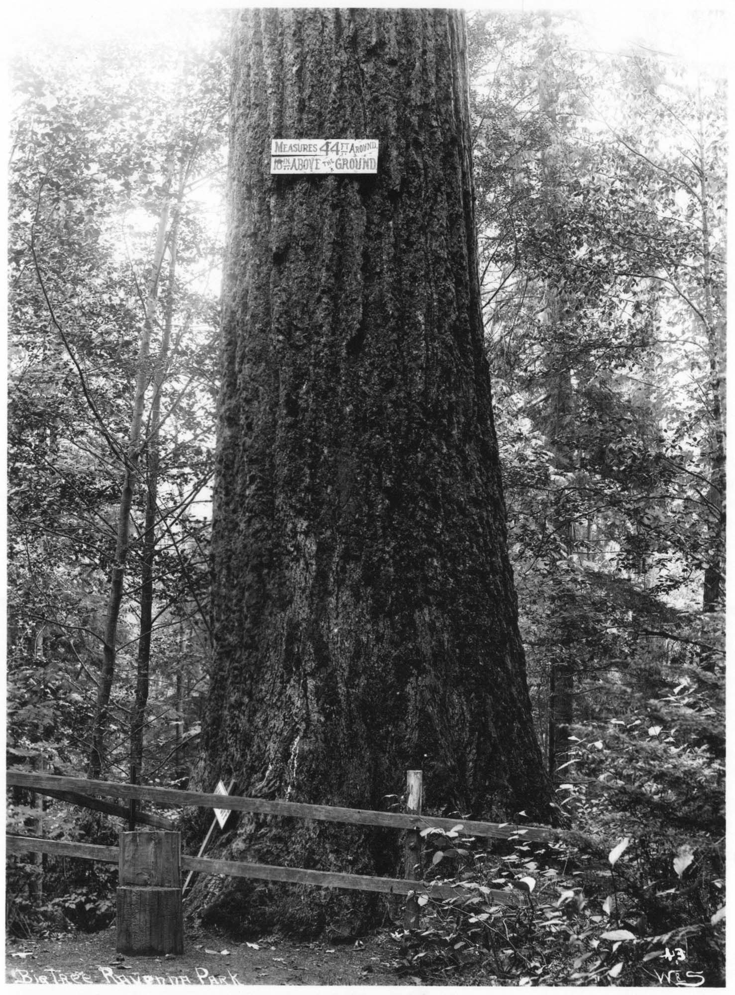 Image of Large tree in Ravenna Park, Seattle, circa 1905