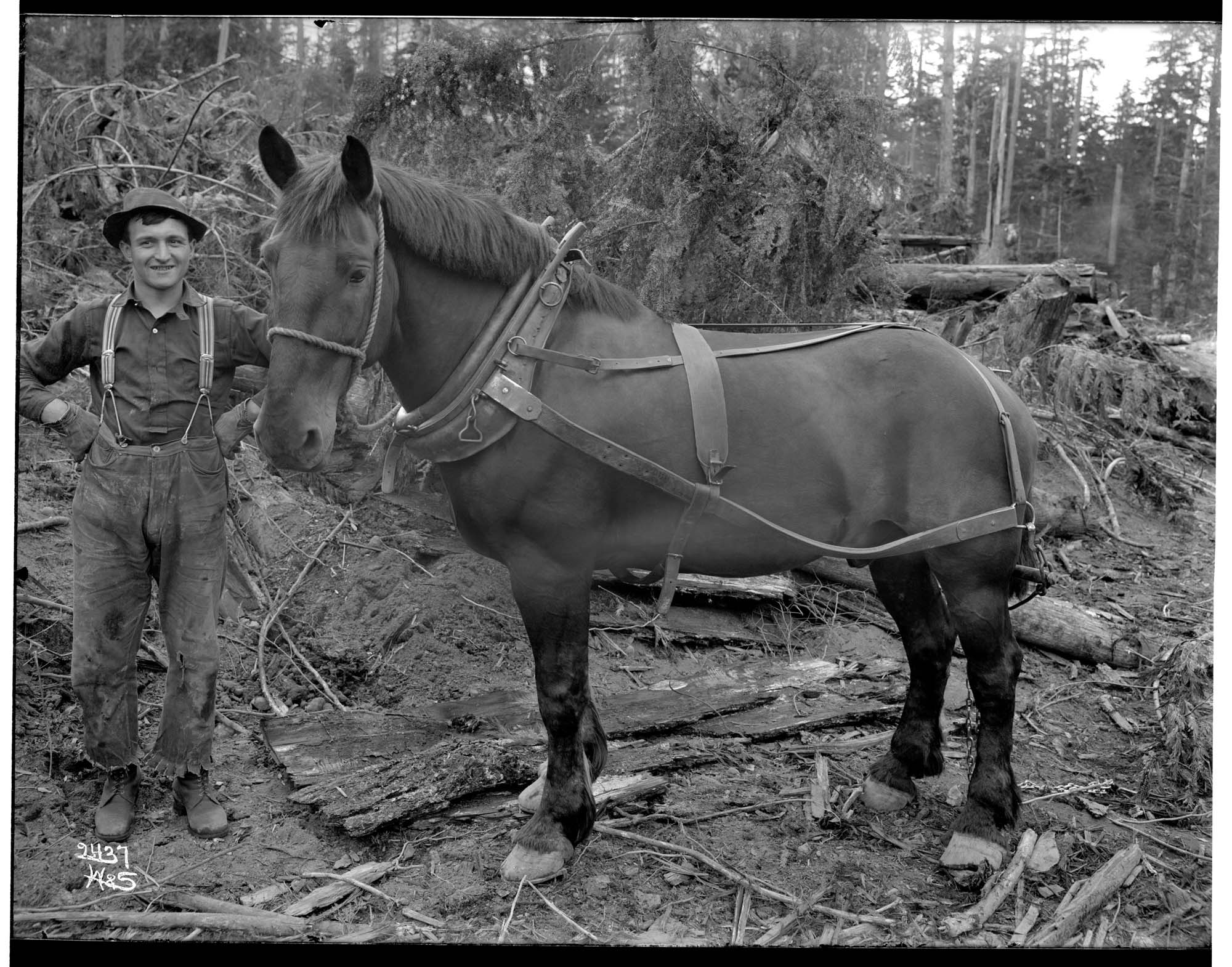 Image of A logger and his horse, circa 1905