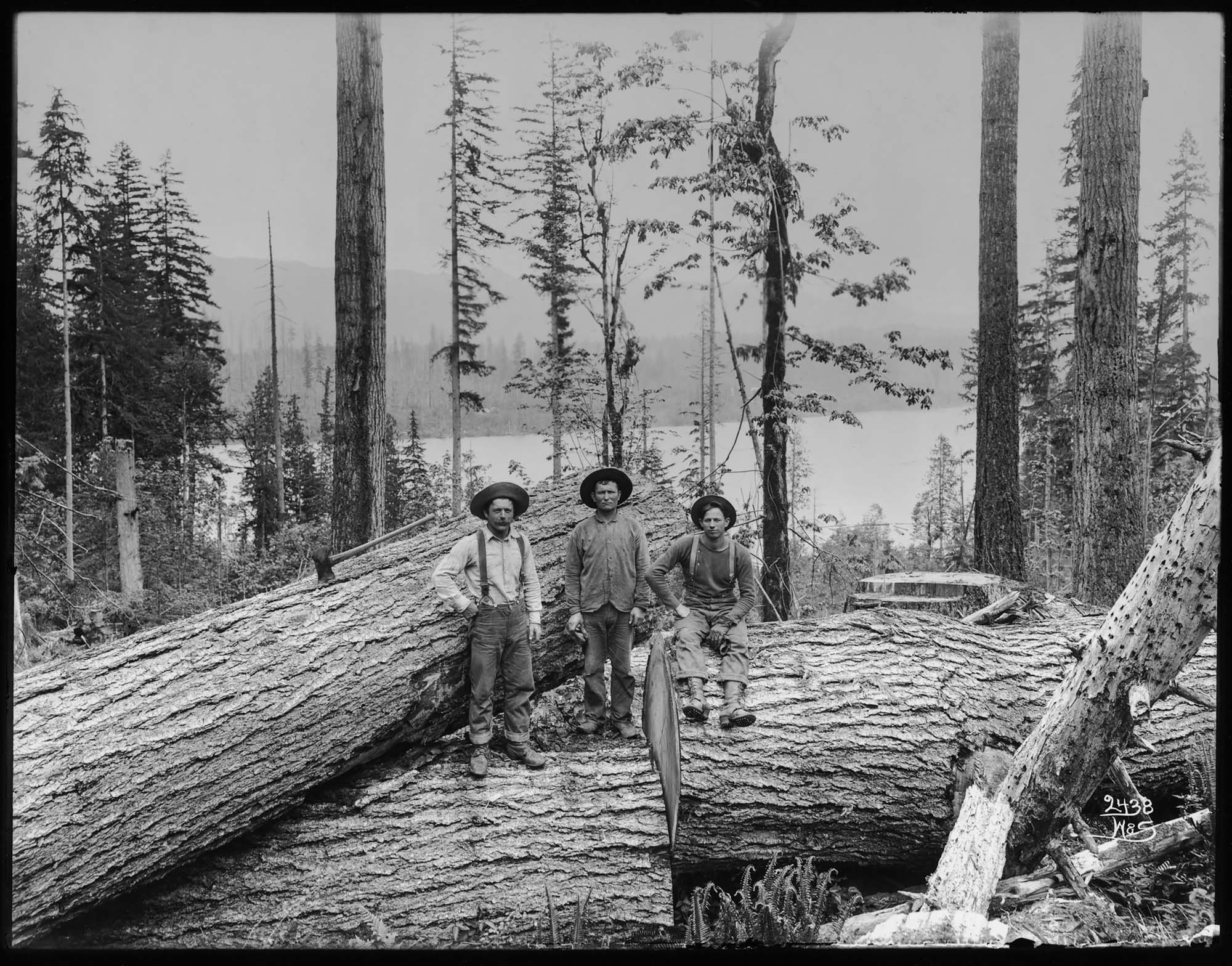 Image of Loggers with large logs, circa 1902