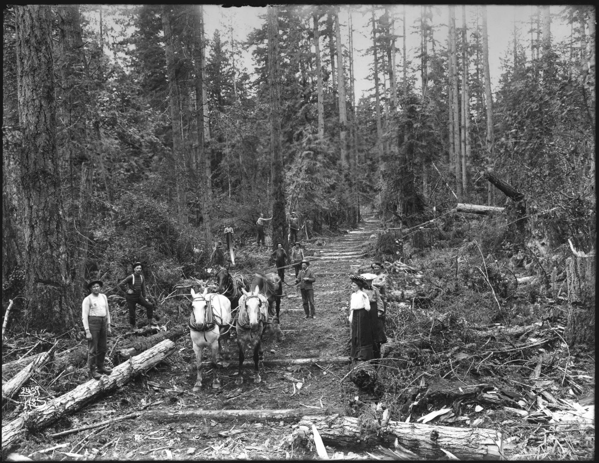 Image of Horse team pulling log on skid road, circa 1902