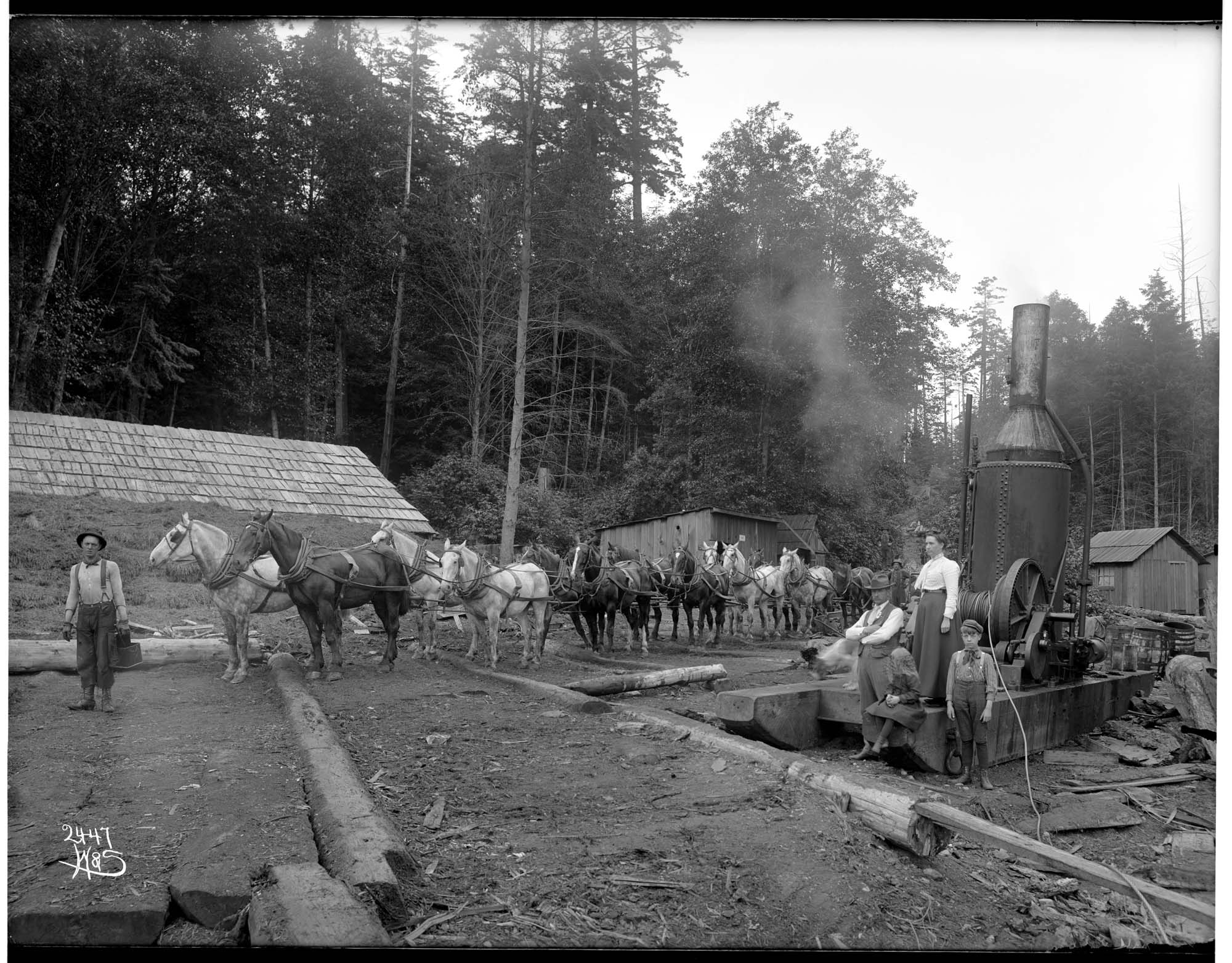 Image of Horse team in logging camp, circa 1902