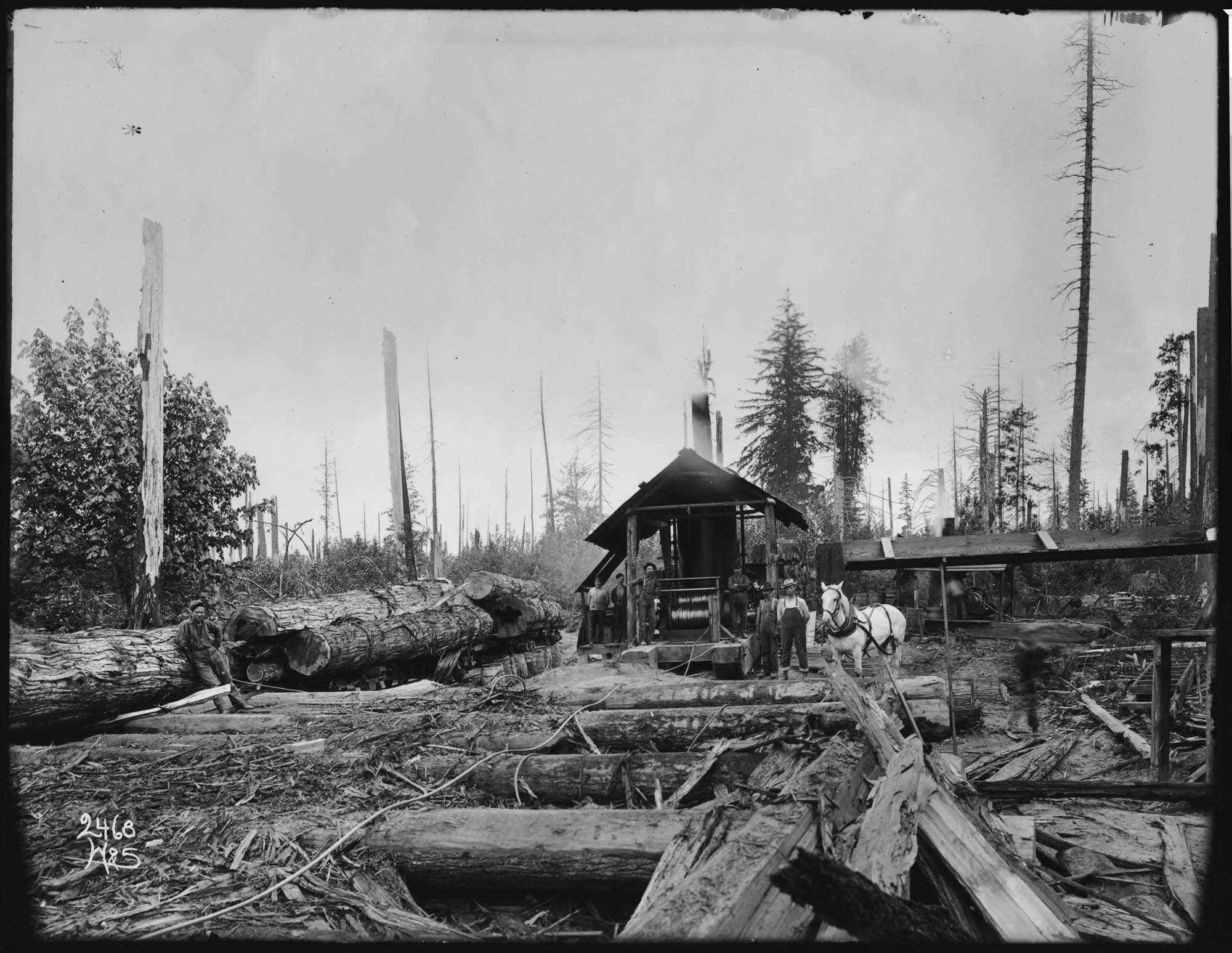 Image of Yarding logs with a steam donkey, circa 1902