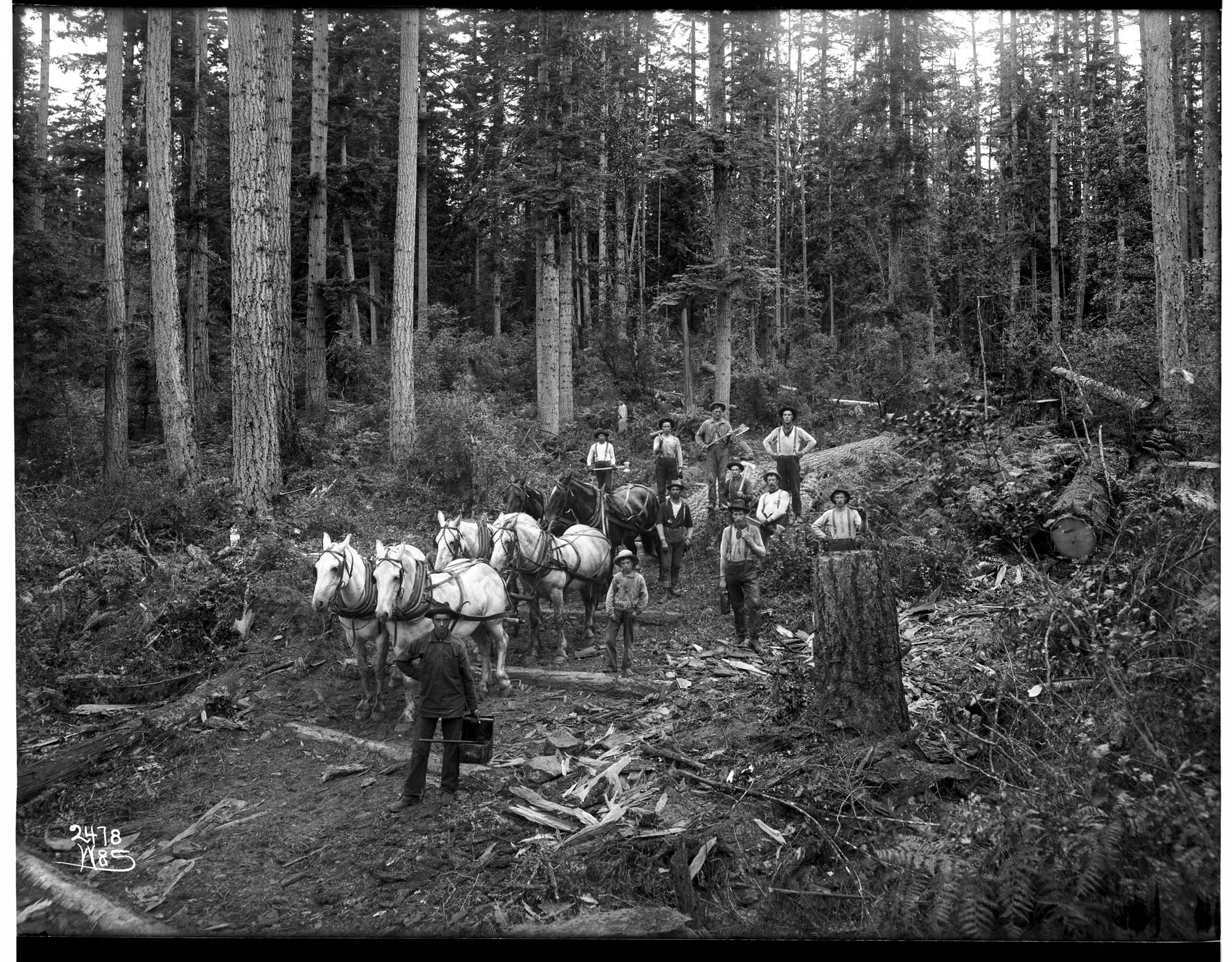 Image of Horse team hauling logs on skid road, circa 1904