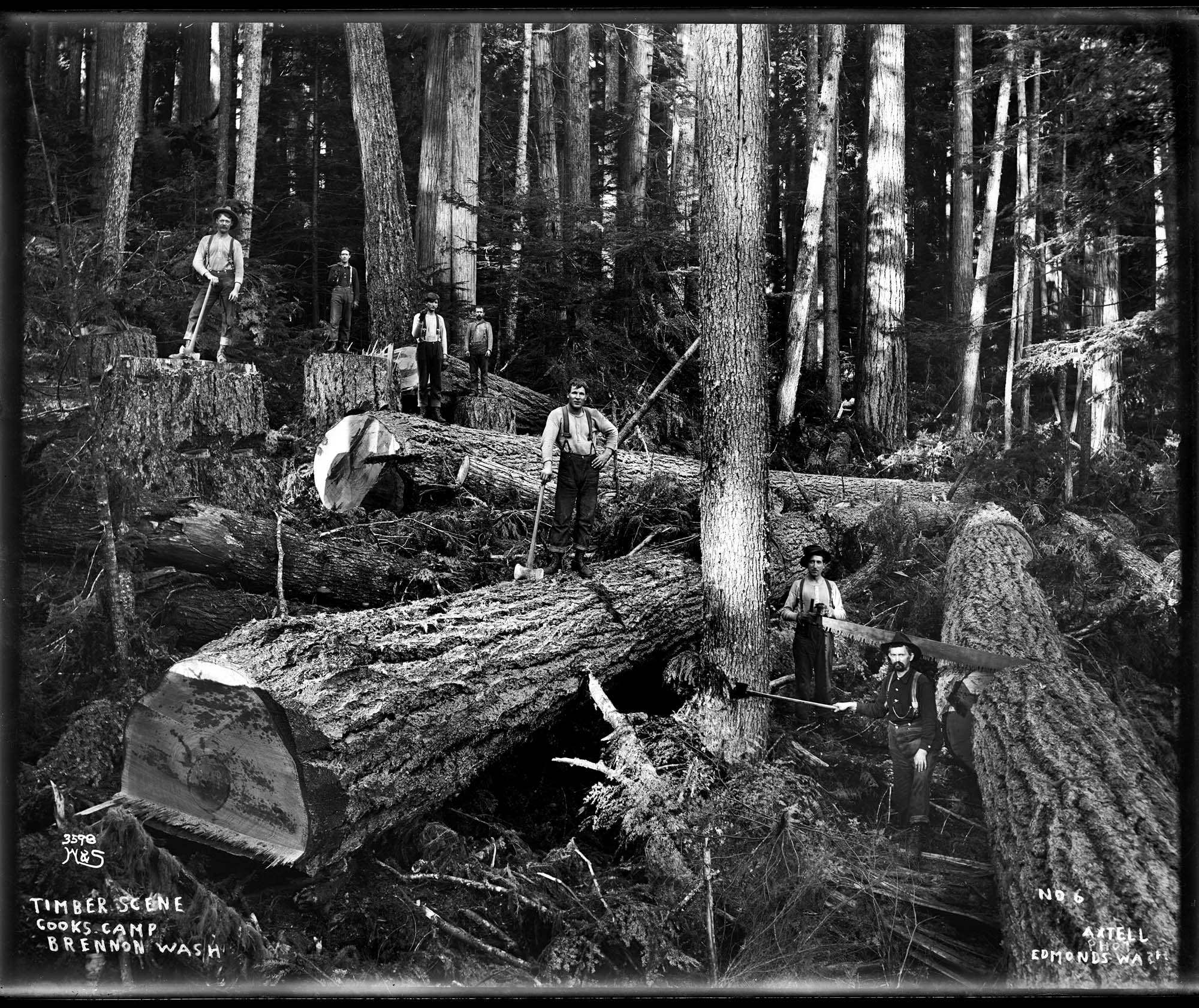 Image of Bucking logs, circa 1905